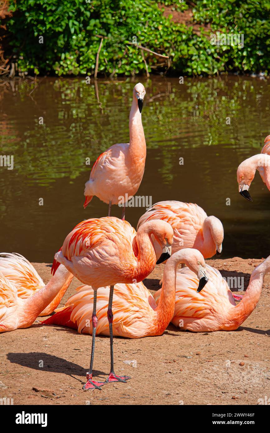 Flamingos im Leighton Zoo. Devon, Großbritannien Stockfoto