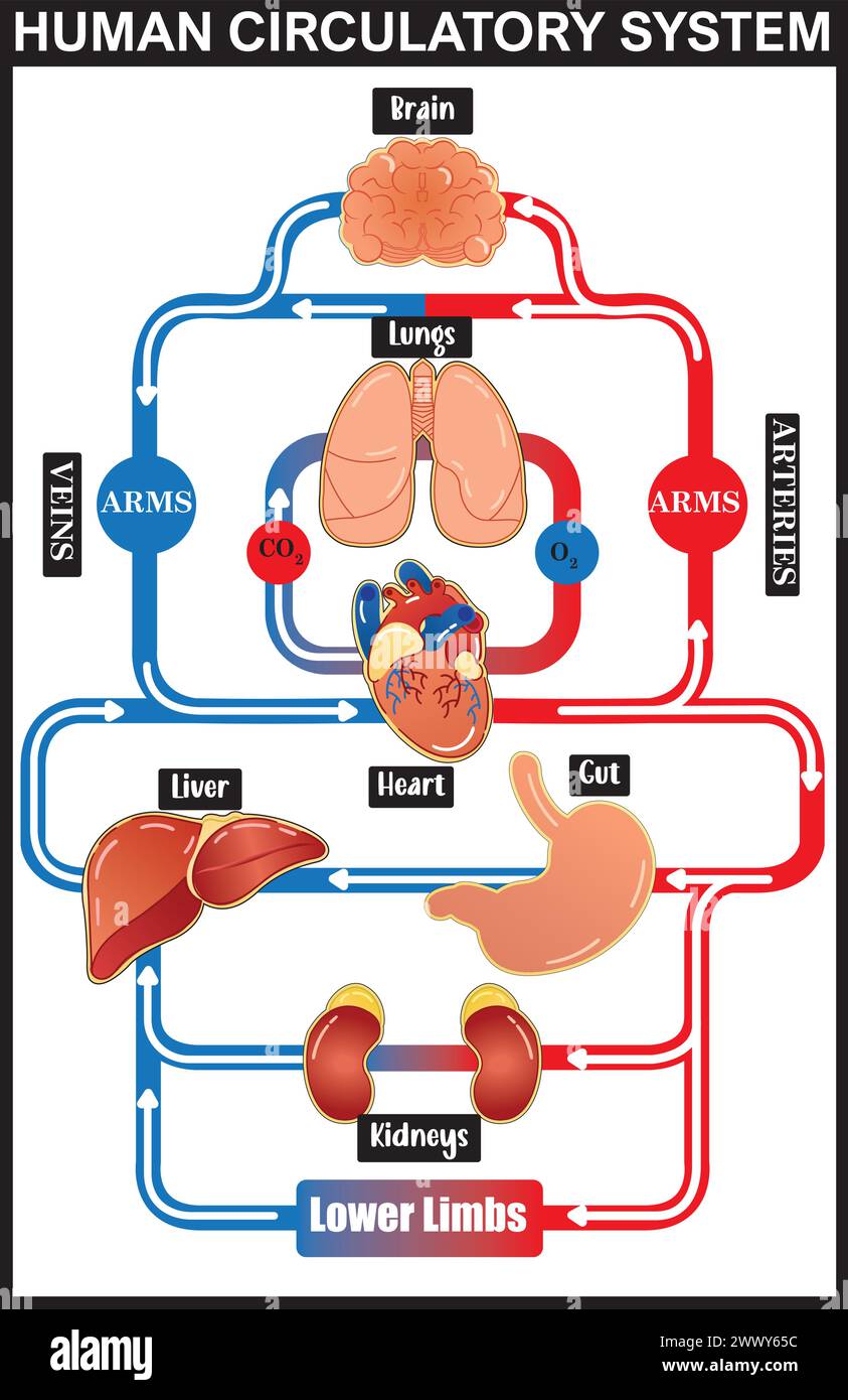 Menschliches Kreislaufsystem Vektor-Illustrationsdiagramm, medizinische Infografik. Blutgefässschema. Stock Vektor