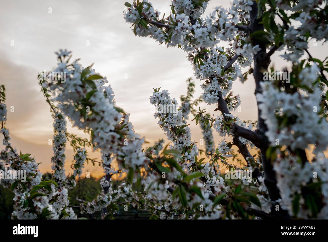Kirschblüten werden in ihrer letzten Blütephase in einem Feld des katalanischen Dorfes Sarroca de Lleida, Spanien, gesehen. Stockfoto