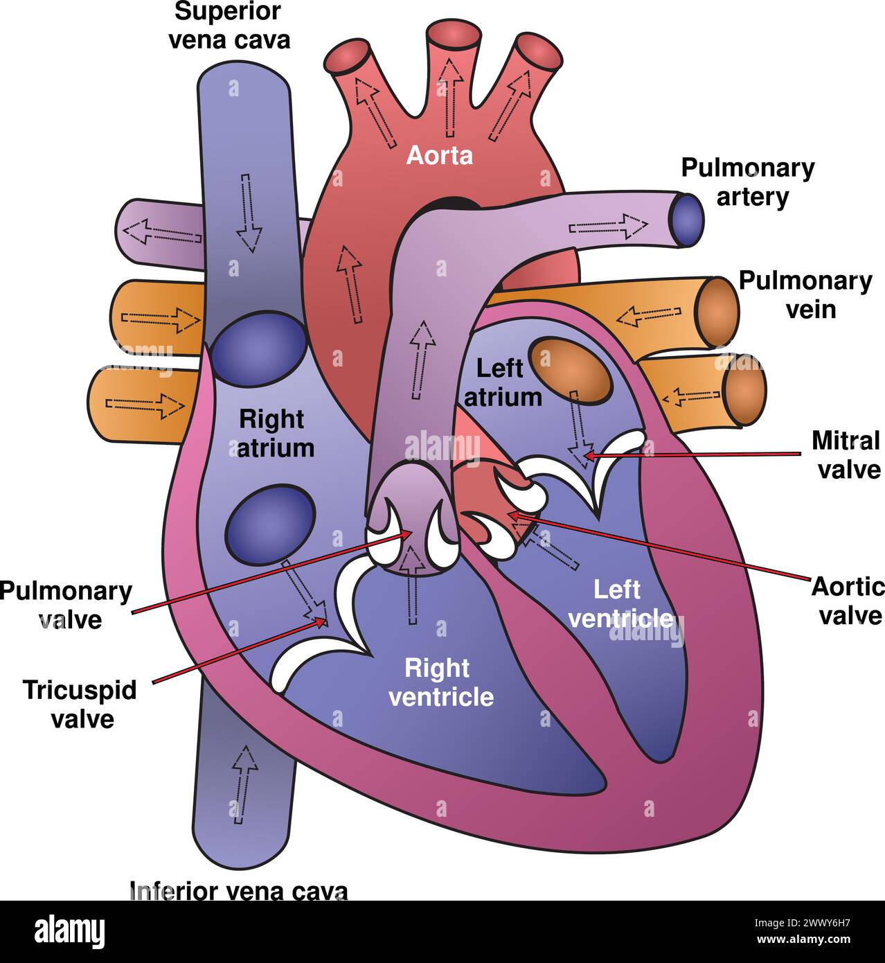 Die Vektordarstellung des menschlichen Herzens bietet eine detaillierte Ansicht der Anatomie und Struktur des Herzens. Stock Vektor