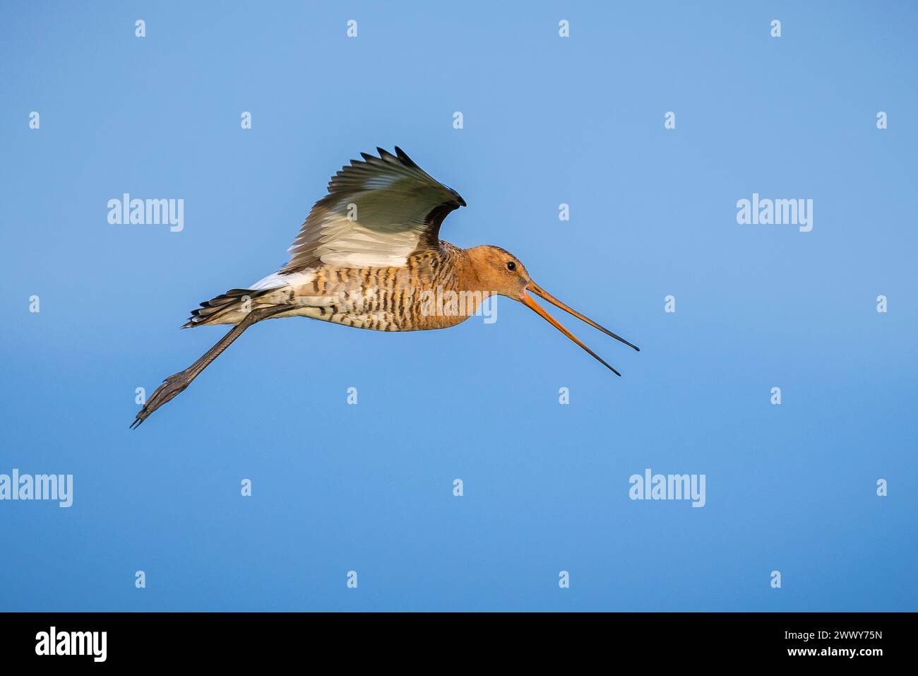 Uferschnepfe Limosa Limosa im Flug vor blauem Himmel. Die meisten der europäischen Bevölkerung Rasse in den Niederlanden. Stockfoto