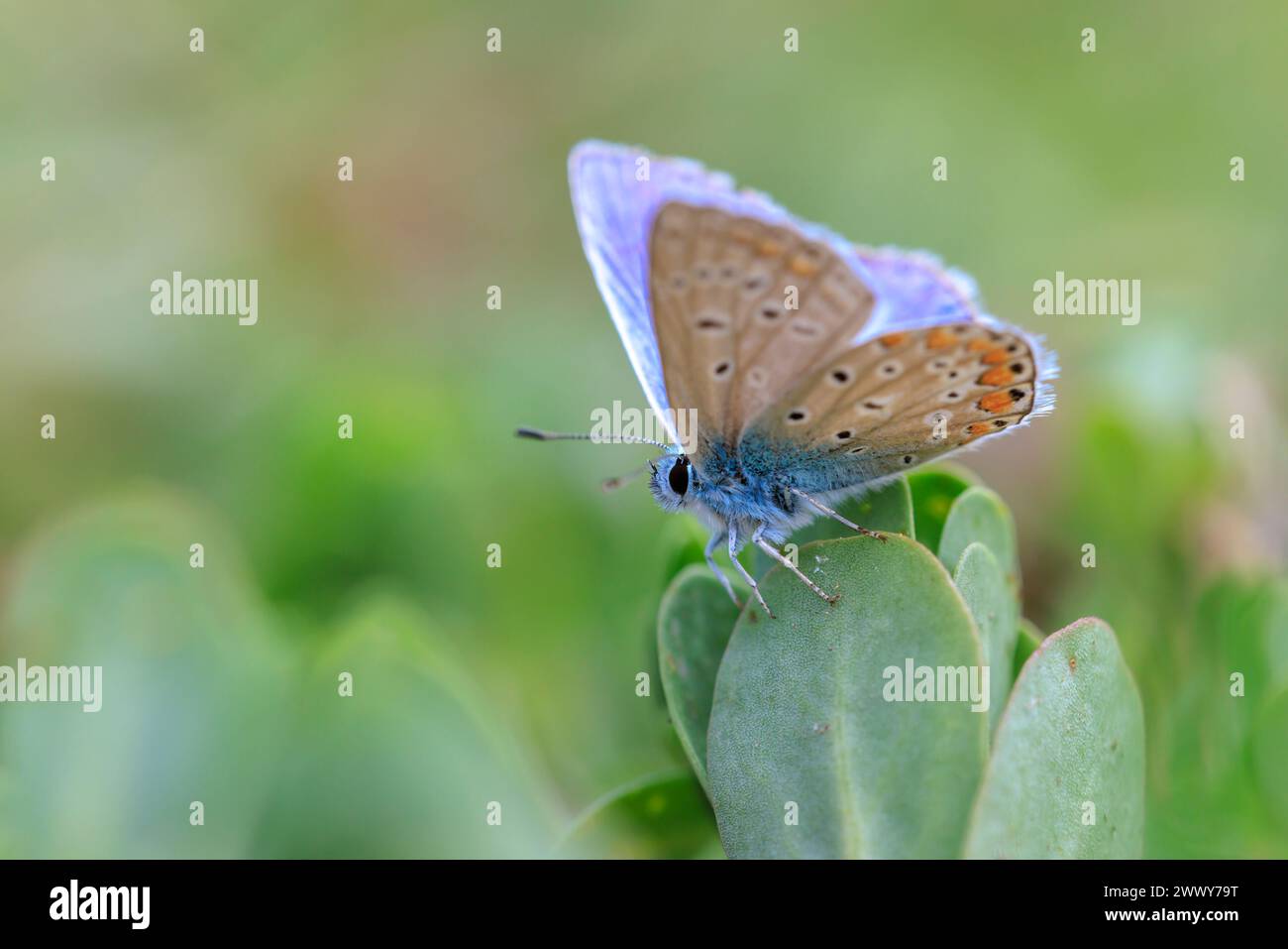 Am frühen Morgen Blauer Schmetterling, Polyommatus icarus, bestäubt auf einer Blume auf einer Wiese unter hellem Sonnenlicht. Stockfoto