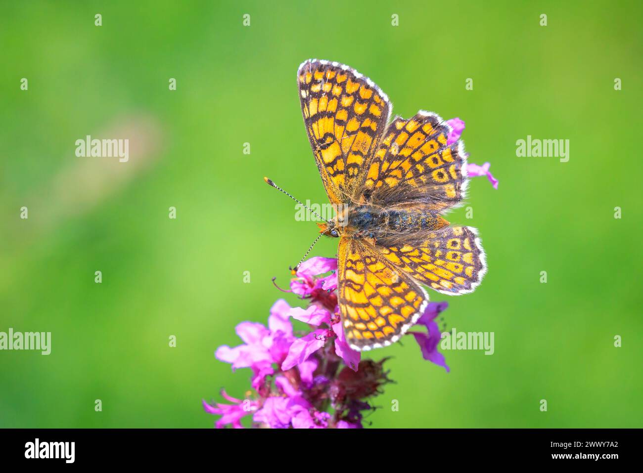 Nahaufnahme von Glanville Fritillary, melitaea cinxia, Schmetterling, der sich auf einer Wiese paart Stockfoto