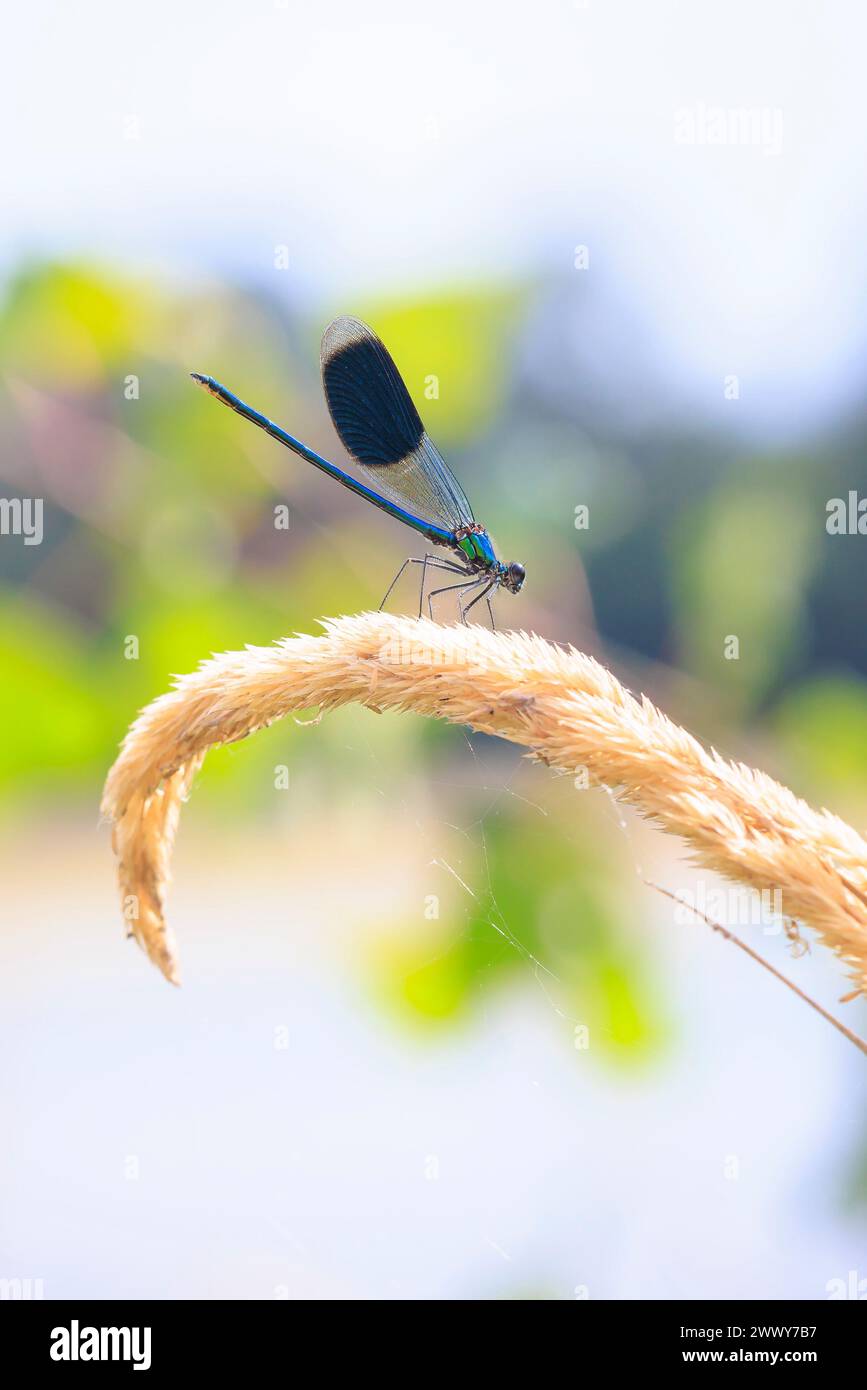 Die Nahaufnahme einer wunderschönen, mit Streifen besetzten Demiselle Calopteryx prägt die männliche Libelle oder die Damselfliege in Ruhe Stockfoto