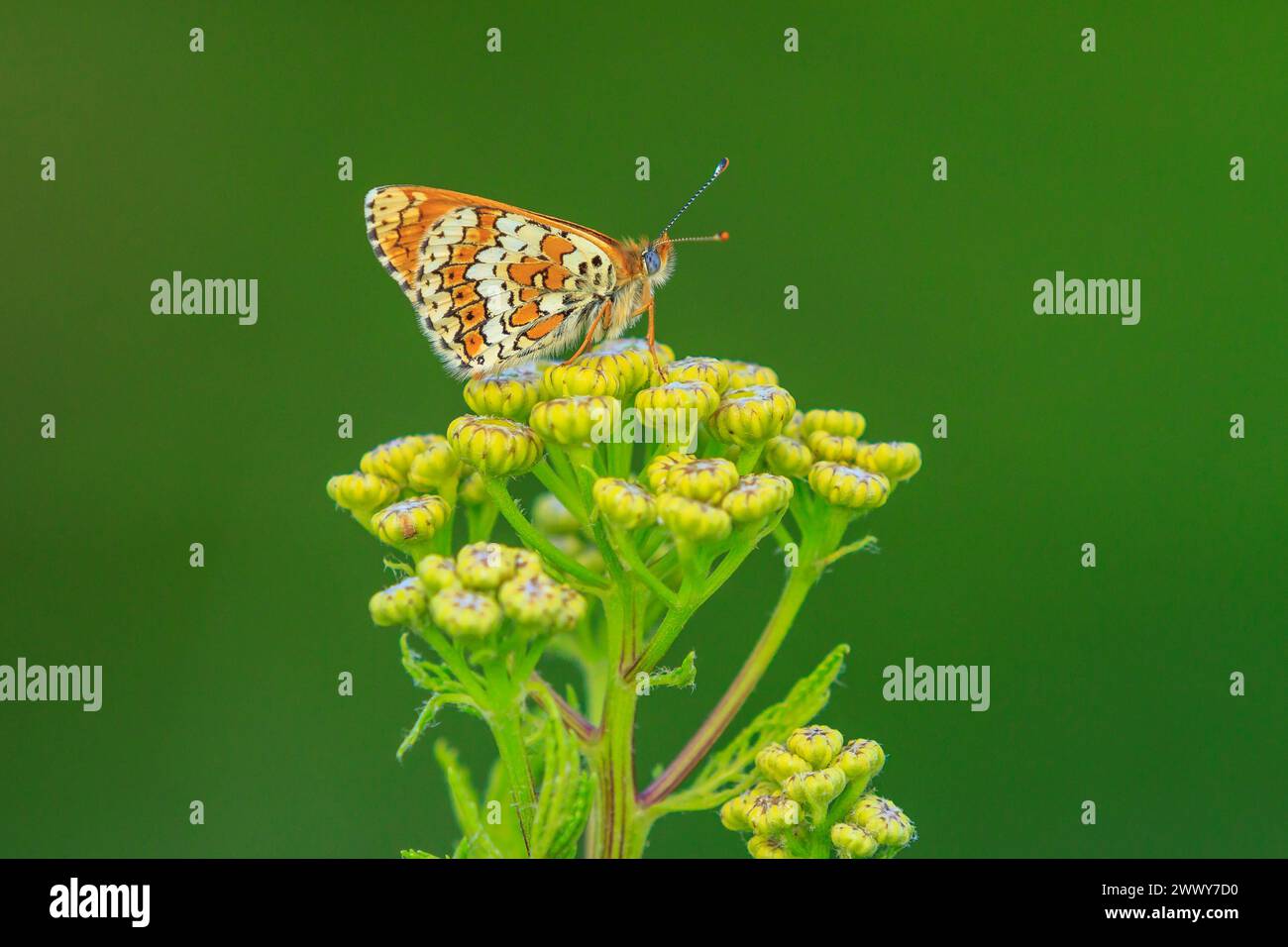 Nahaufnahme von Glanville Fritillary, melitaea cinxia, Schmetterling, der sich auf einer Wiese paart Stockfoto