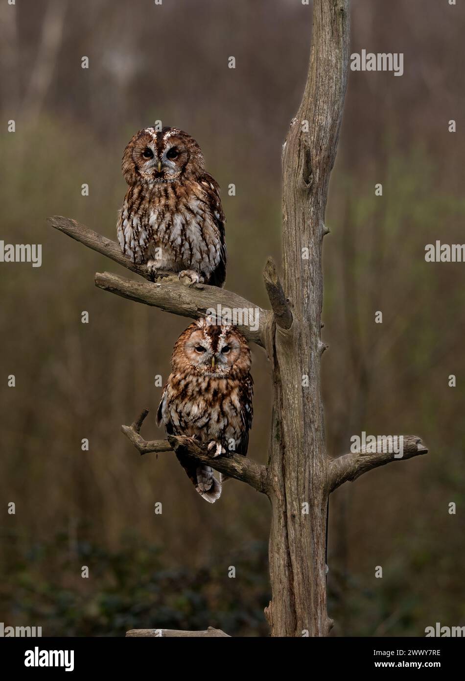 Eulenvogel von Raubkäuzen Stockfoto