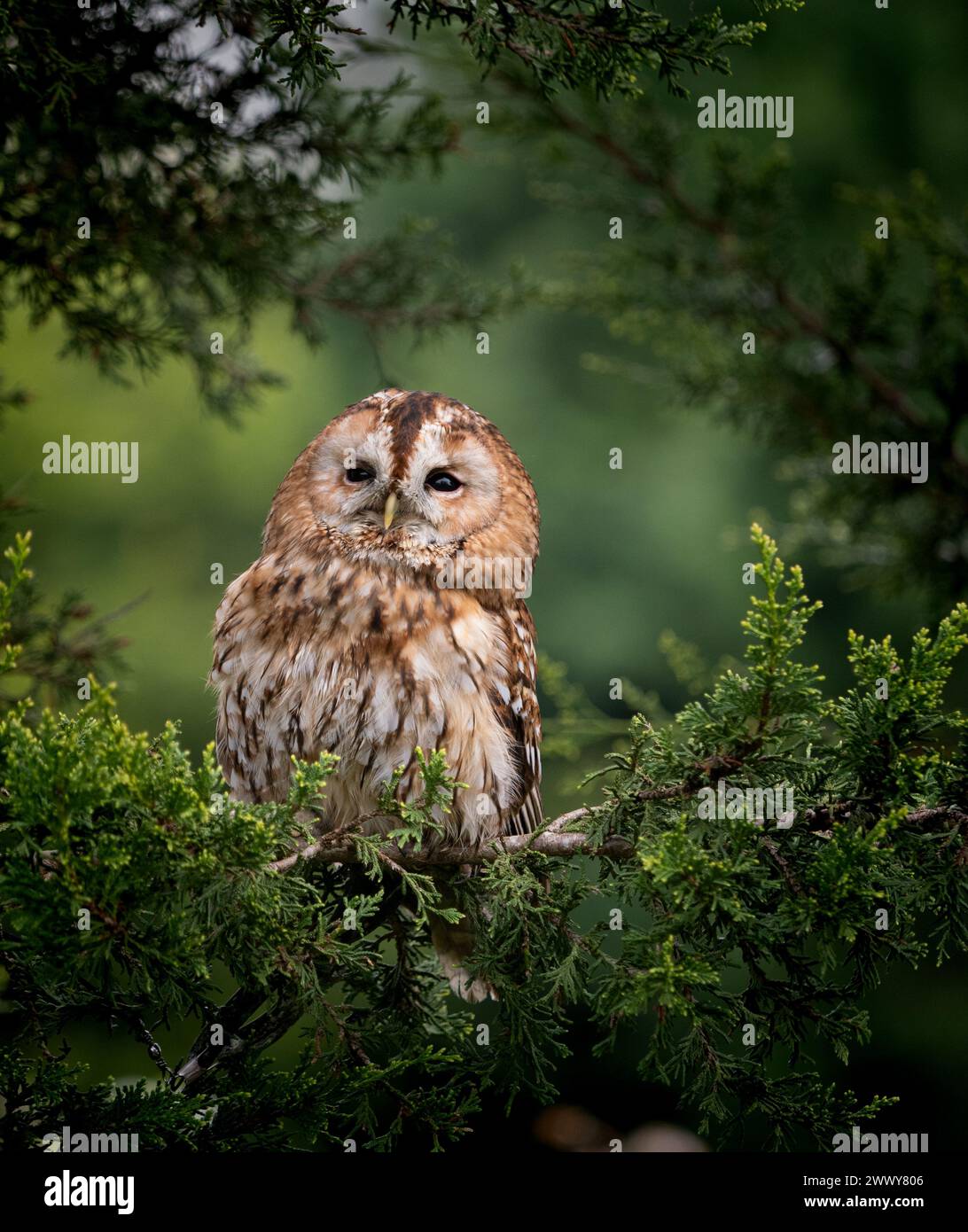 Eulenvogel von Raubkäuzen Stockfoto
