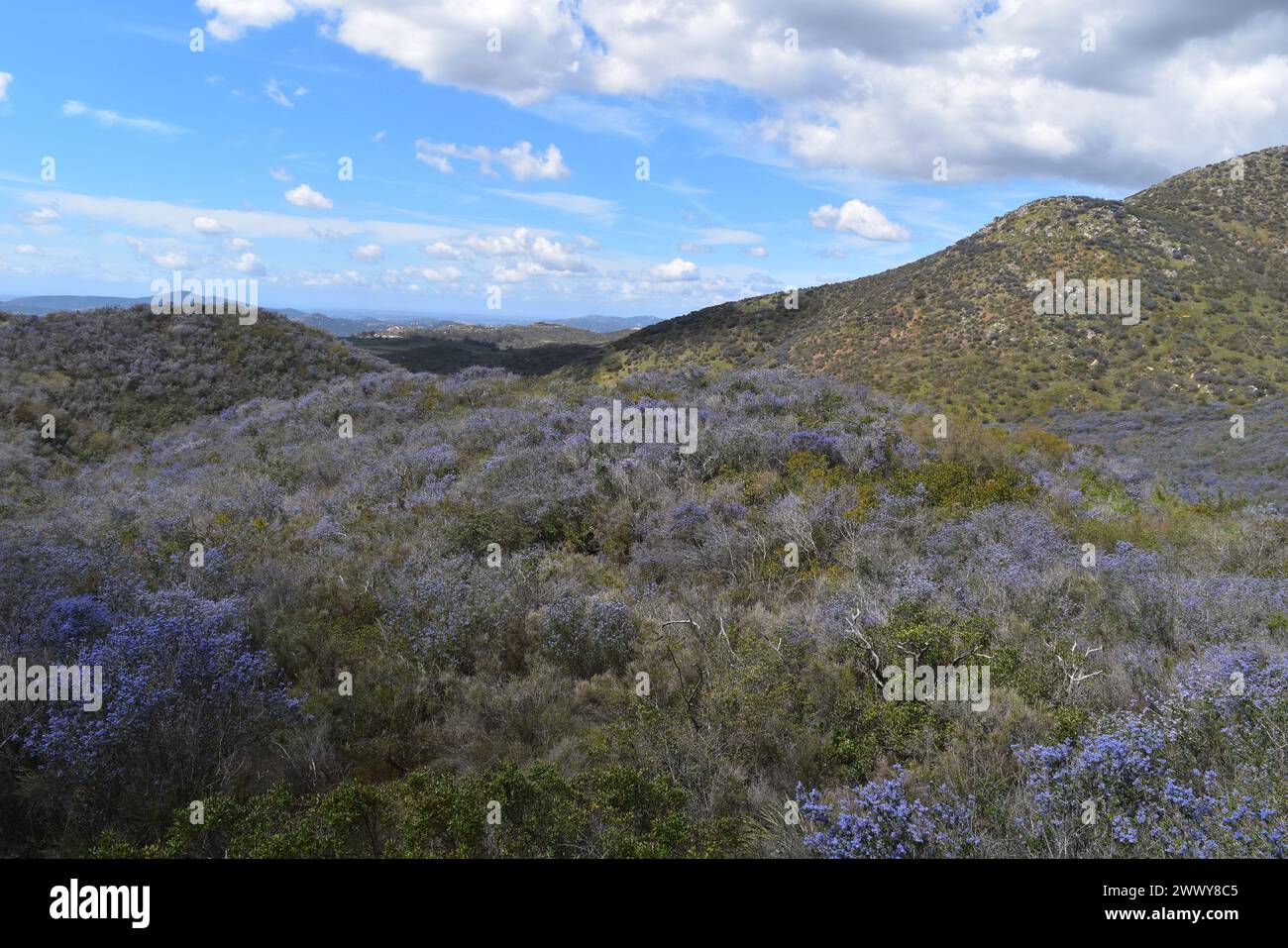 Ceanothus Tomentosus Bloom at Iron Mountain, Poway, Kalifornien, März 2024 Stockfoto