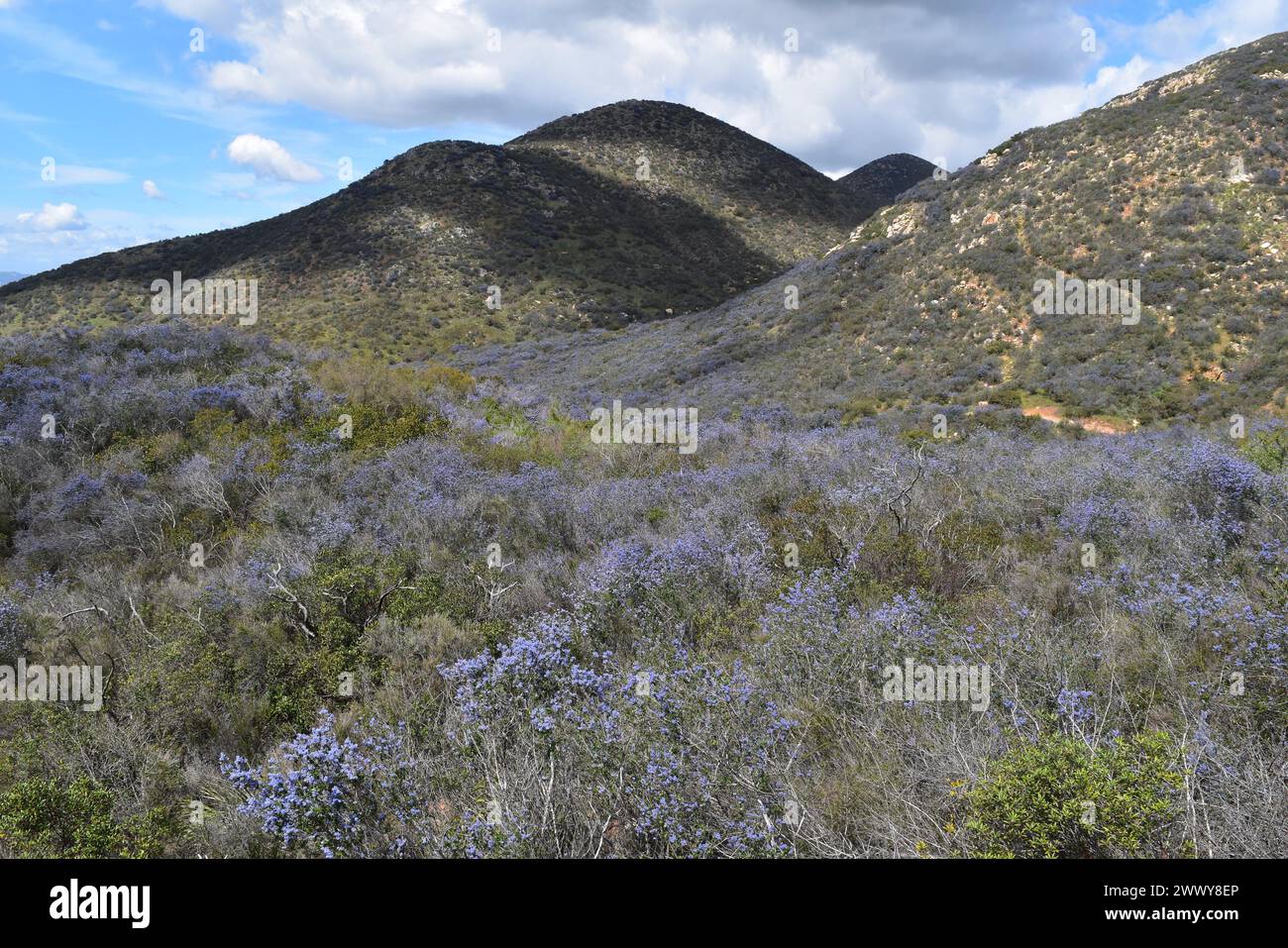 Ceanothus Tomentosus Bloom at Iron Mountain, Poway, Kalifornien, März 2024 Stockfoto
