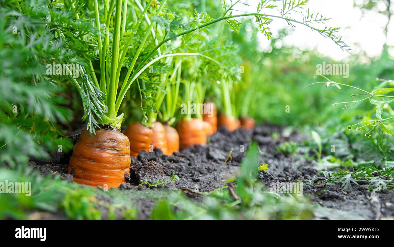Karottenernte im Garten. Selektiver Fokus. Essen. Stockfoto