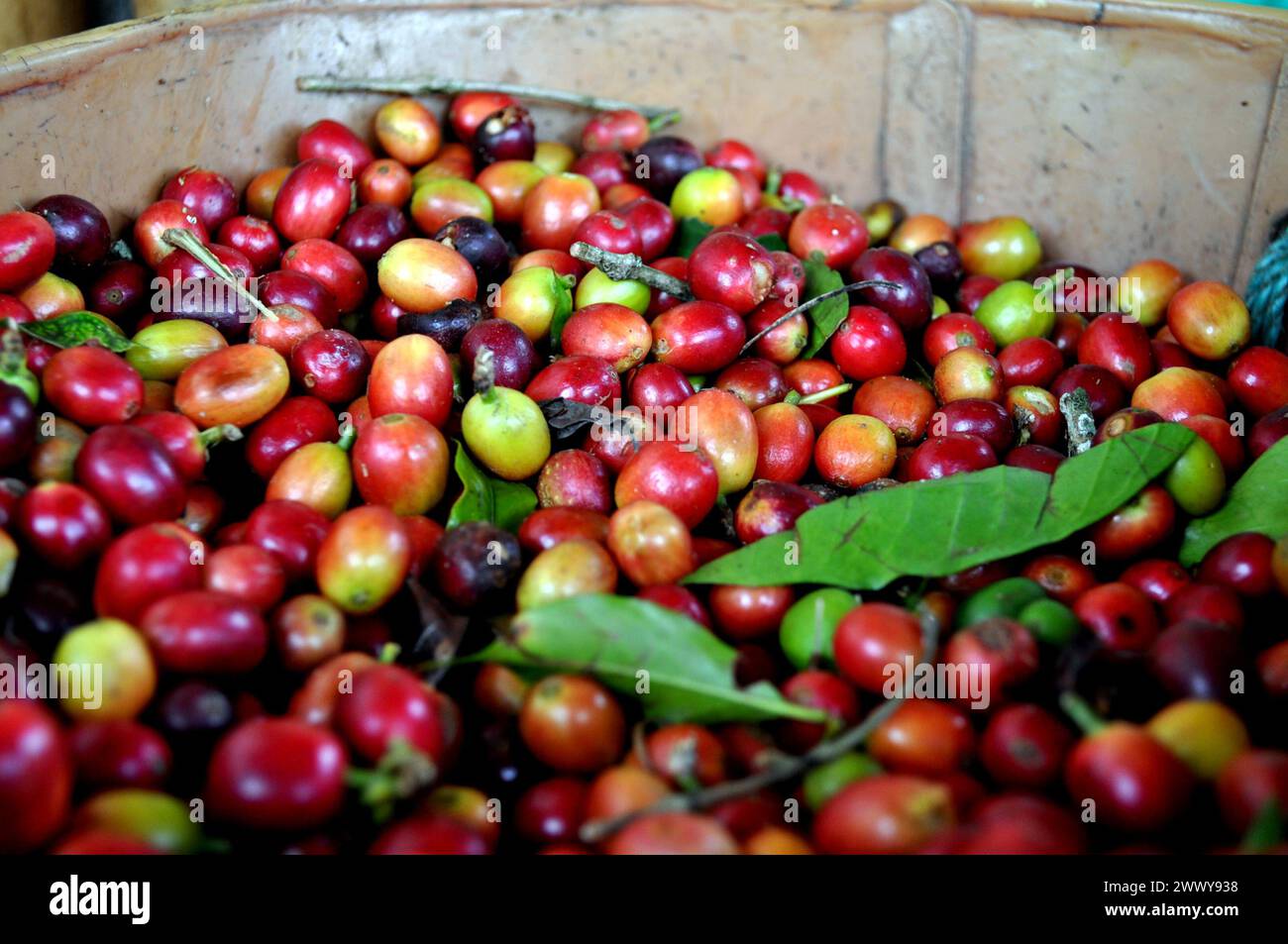 Frisch geerntete Kaffeekirschen Stockfoto