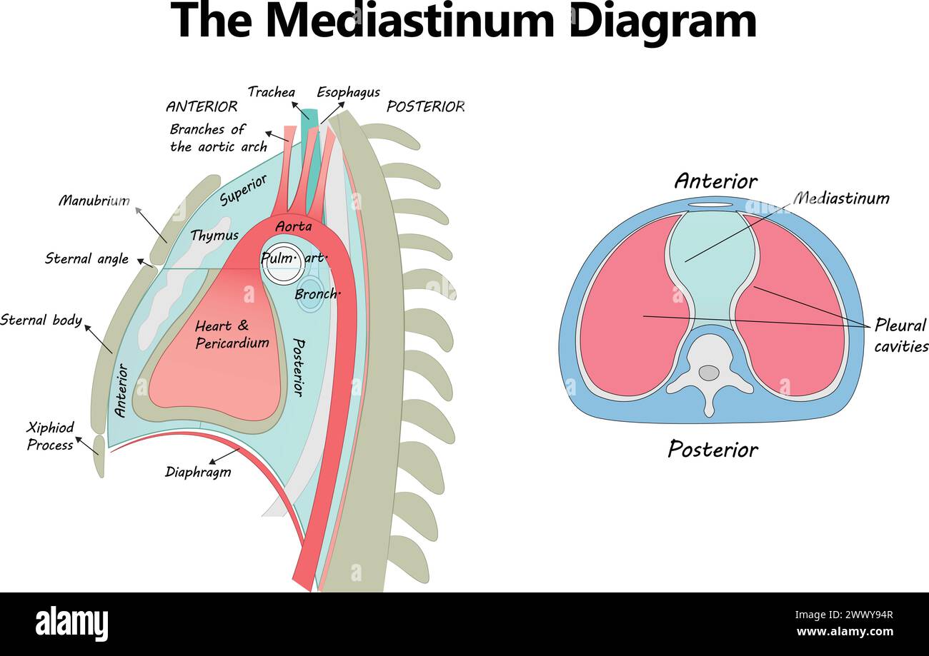 Anatomisches diagramm Fotos und Bildmaterial in hoher Auflösung Alamy
