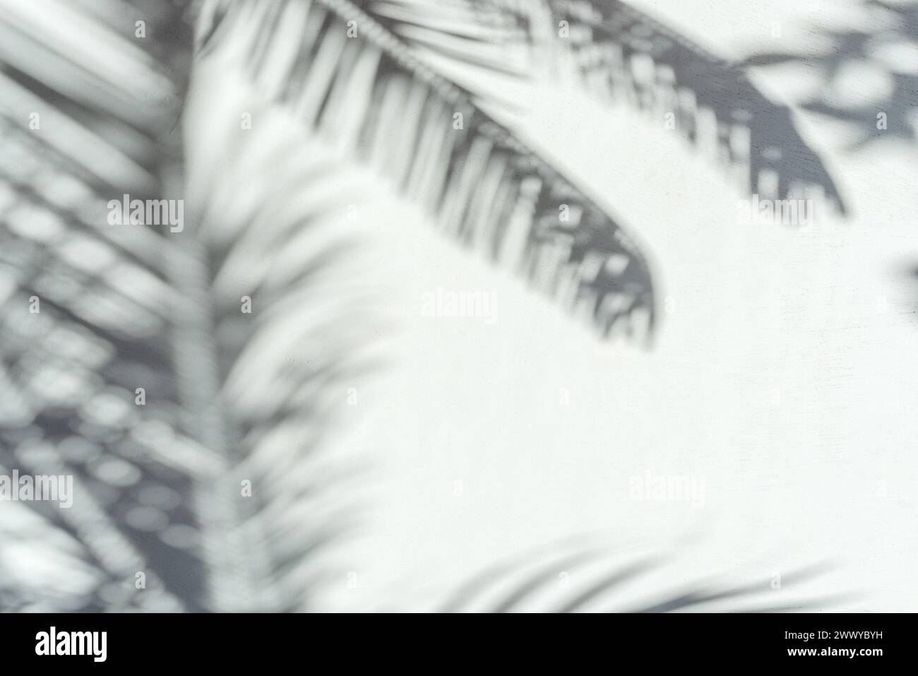 Verschwommener Schatten tropischer Palmenblätter auf grauem Hintergrund. Sommerkonzept. Stockfoto