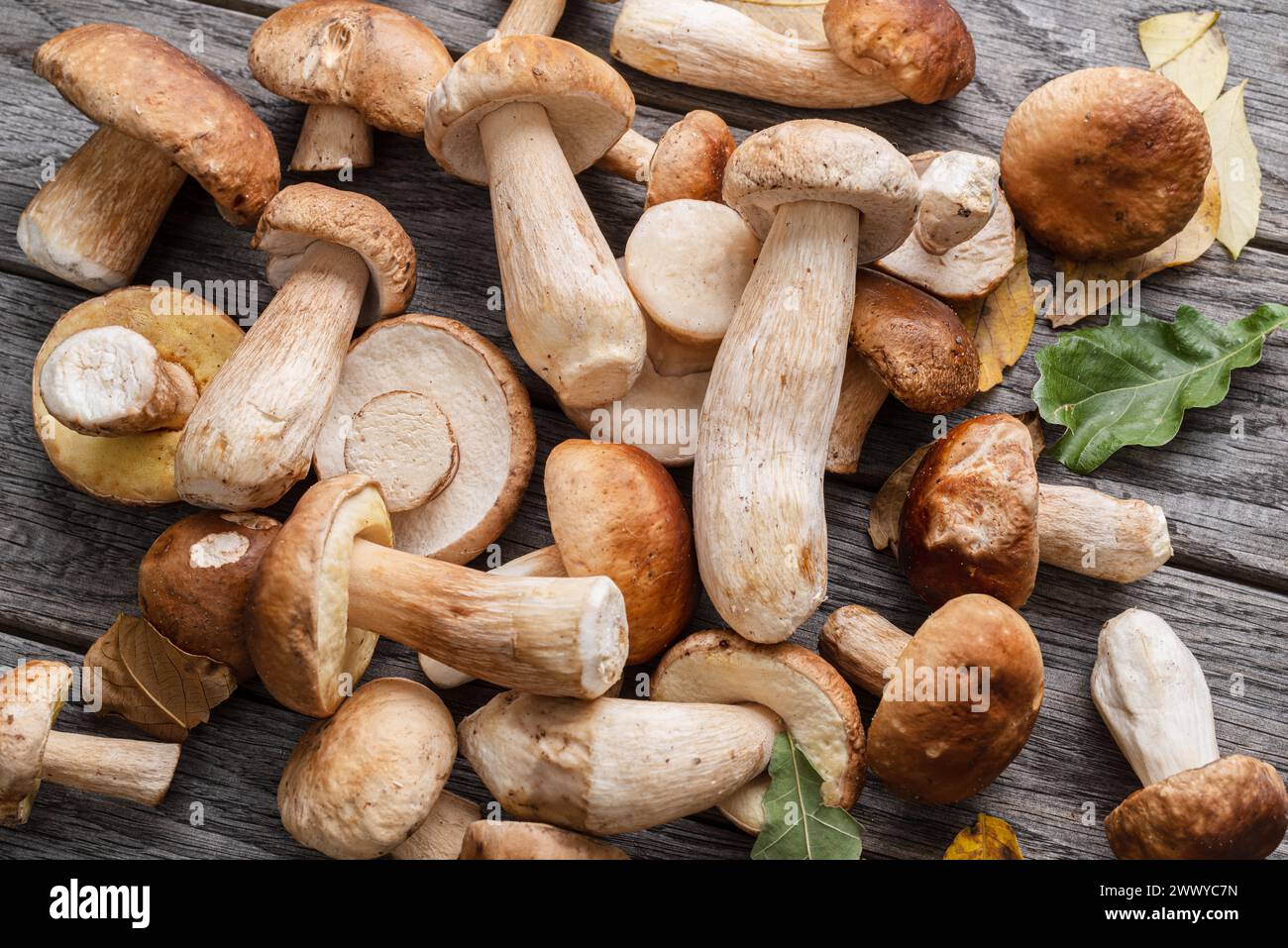 Frische Ernte von Steinpilzen auf Holztisch. Glückliches Ergebnis der Pilzernte. Stockfoto