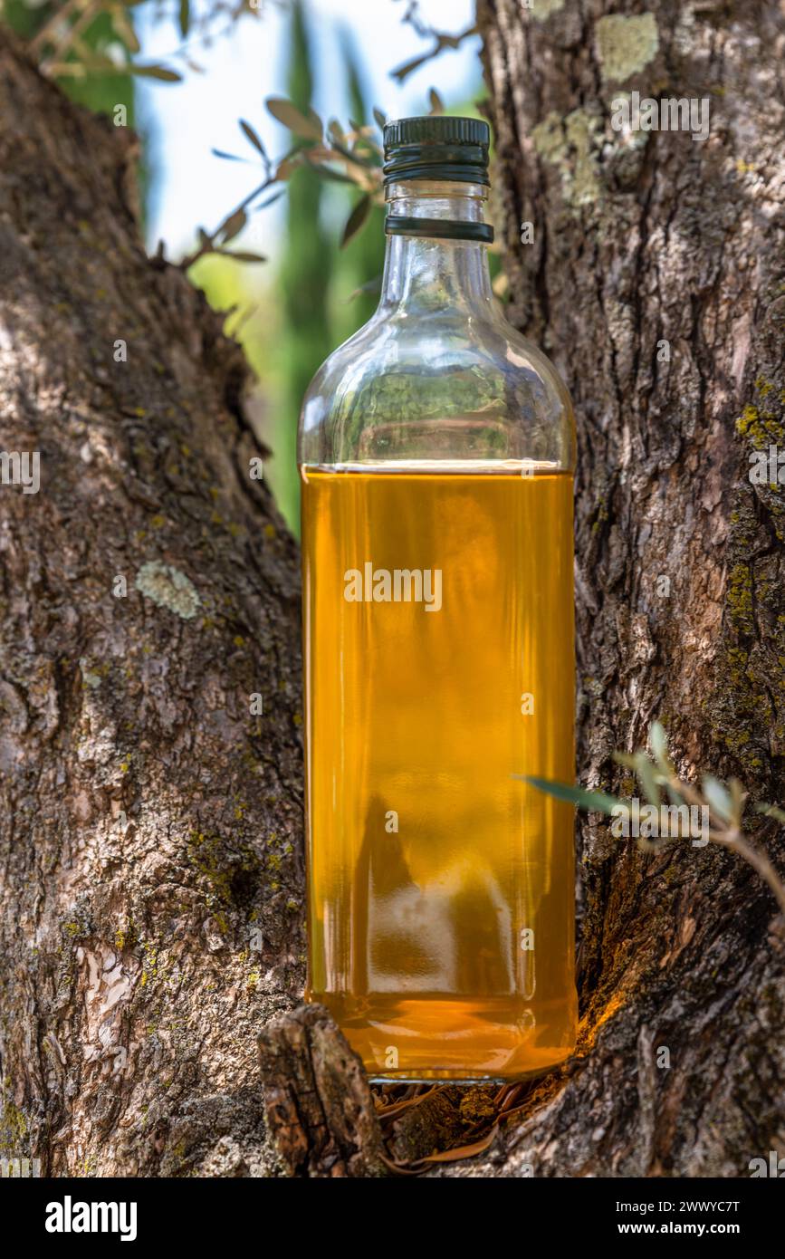 Eine Flasche Olivenöl befindet sich auf einem Olivenbaum im Garten. Verschwommener Naturhintergrund. Stockfoto