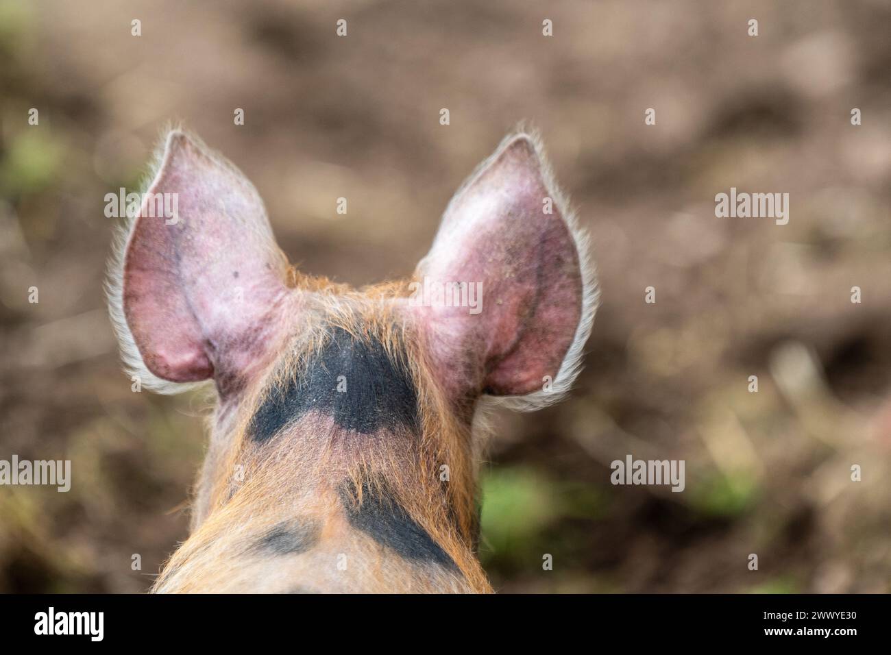 Hinter den Kulissen. Schweineohren auf dem Hof. Unscharfer brauner Hintergrund. Stockfoto