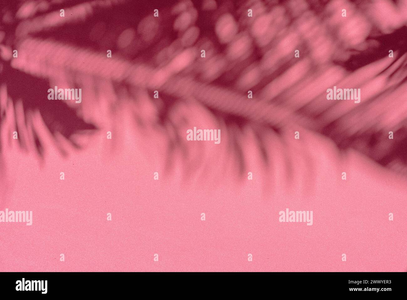 Verschwommener Schatten tropischer Palmenblätter auf rosa Wandhintergrund. Sommerkonzept. Stockfoto
