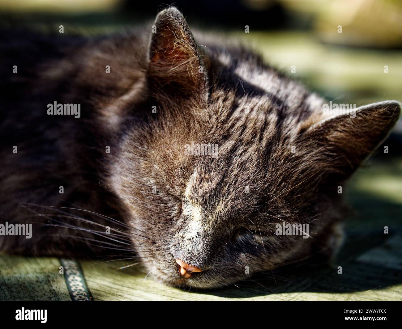 Nahaufnahme einer liegenden Katze auf einer Holzoberfläche, in natürlichem Licht getaucht, mit detailliertem grauem und braunem Fell. Stockfoto