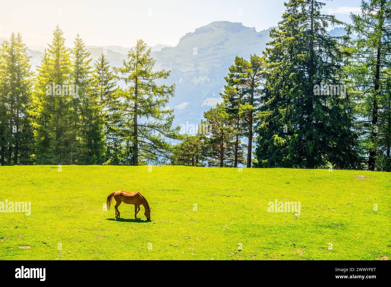Ein einsames Pferd weidet auf einer grünen Wiese, eingebettet zwischen hoch aufragenden Kiefern, unter dem wachsamen Blick der majestätischen Alpen. Das warme Sonnenlicht taucht die ruhige Szene auf und unterstreicht die natürliche Schönheit dieser idyllischen Landschaft Stockfoto