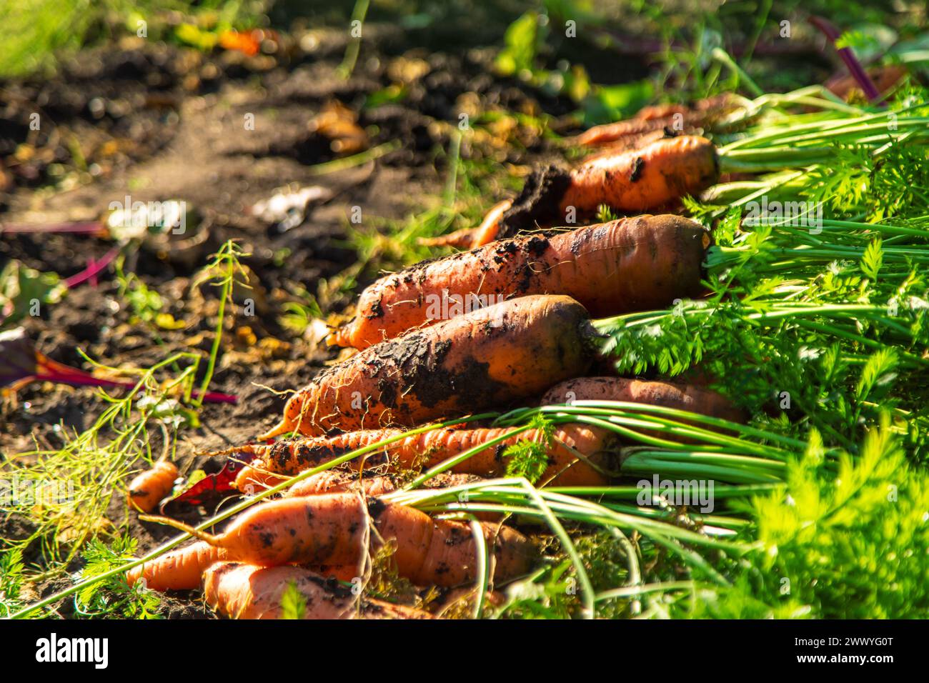 Karottenernte im Garten. Selektiver Fokus. Essen. Stockfoto