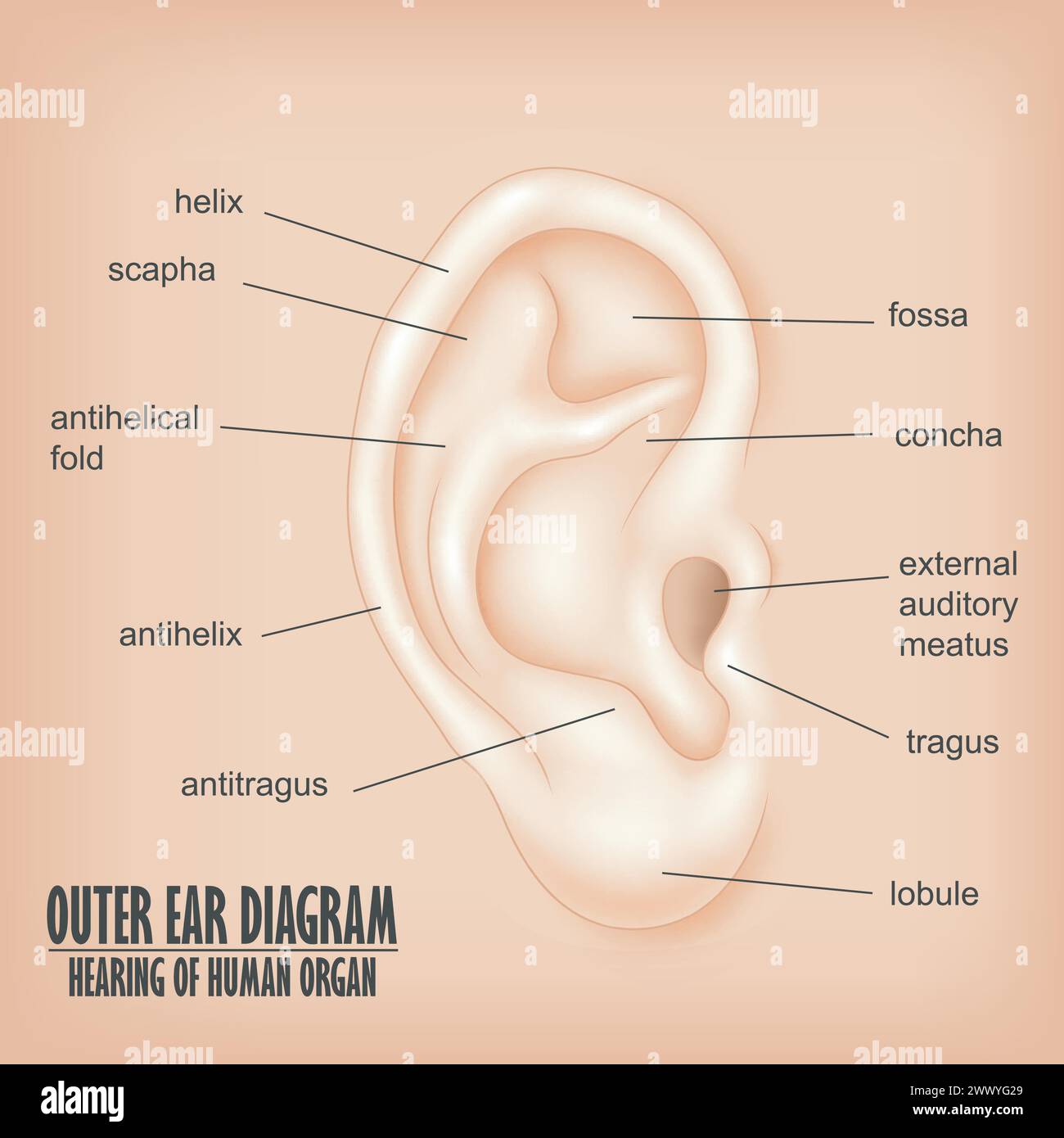 Ohr-Diagramm Hören Des Menschlichen Organs, Vektor-Illustration Stock Vektor