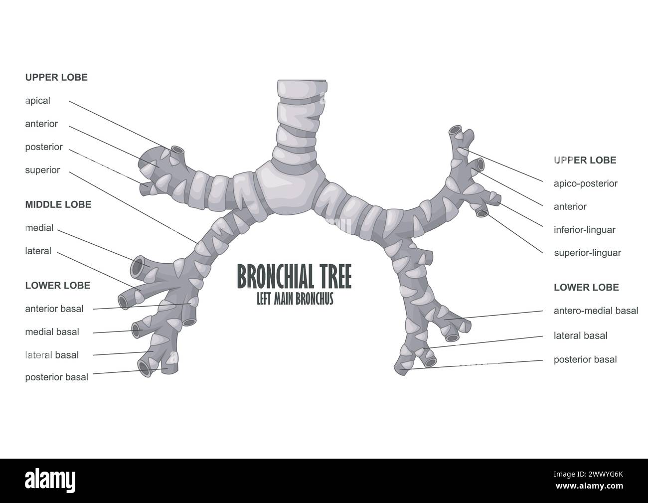 Bronchialbaum linke menschliche Anatomie des Bronchus, Vektor-Illustration Stock Vektor