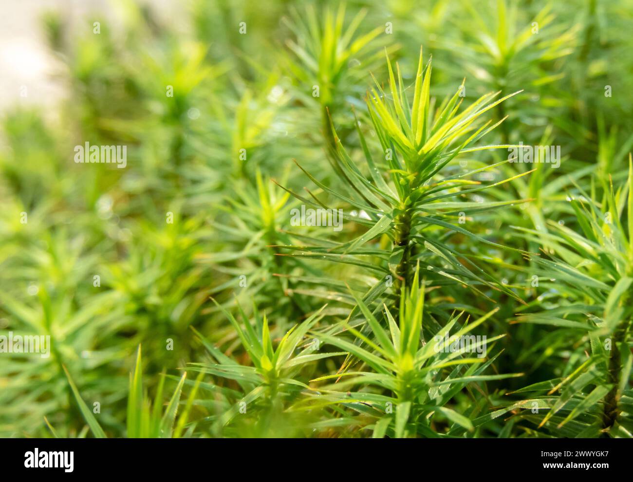 Hellgrünes Moos am sonnigen Waldrand. Polytrichum Commune, gemeinsame Haarkappe, große goldene Mädchenhaare, große goldilocks, gemeine Haarkappenmoos oder Kombo Stockfoto