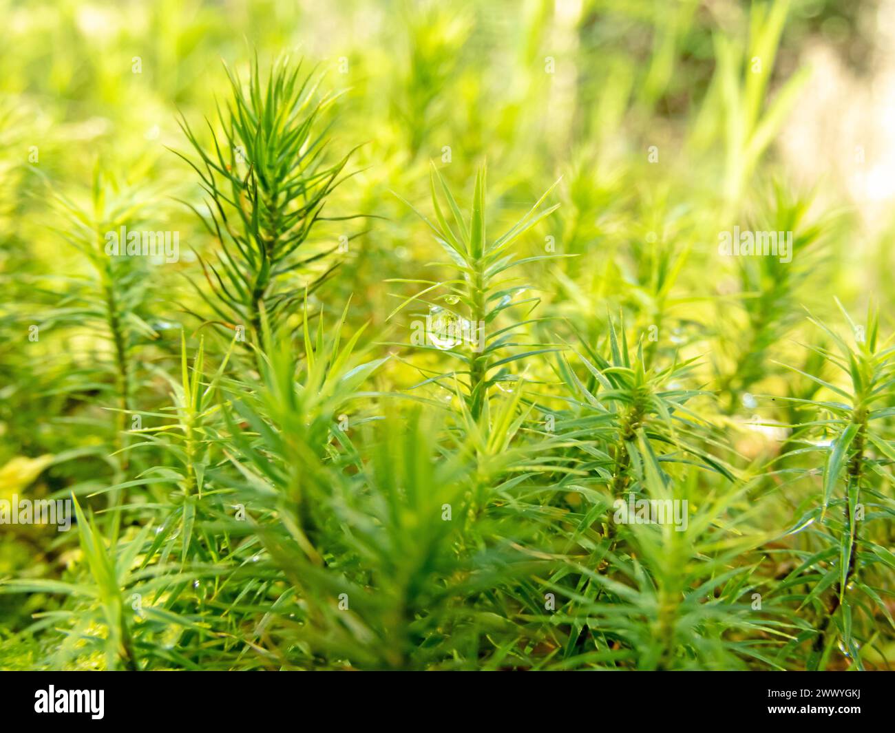 Grünes Moos mit Wassertropfen am sonnigen Waldrand. Polytrichum Commune, gemeinsame Haarkappe, große goldene Maidenhaare, tolle goldilocks, gemeinsame Haarkappen Mos Stockfoto