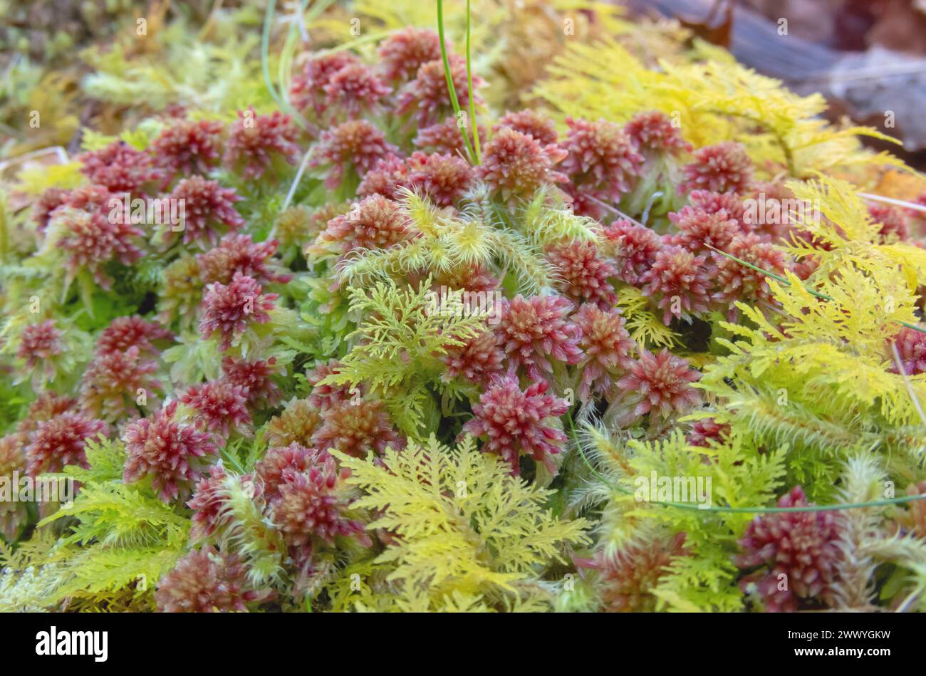 Sphagnum capillifolium oder kleines Rottorfmoos, Thuidium tamariscinum oder gewöhnliches Tamariskenmoos im Wald bei Salas, Asturias, Spanien Stockfoto