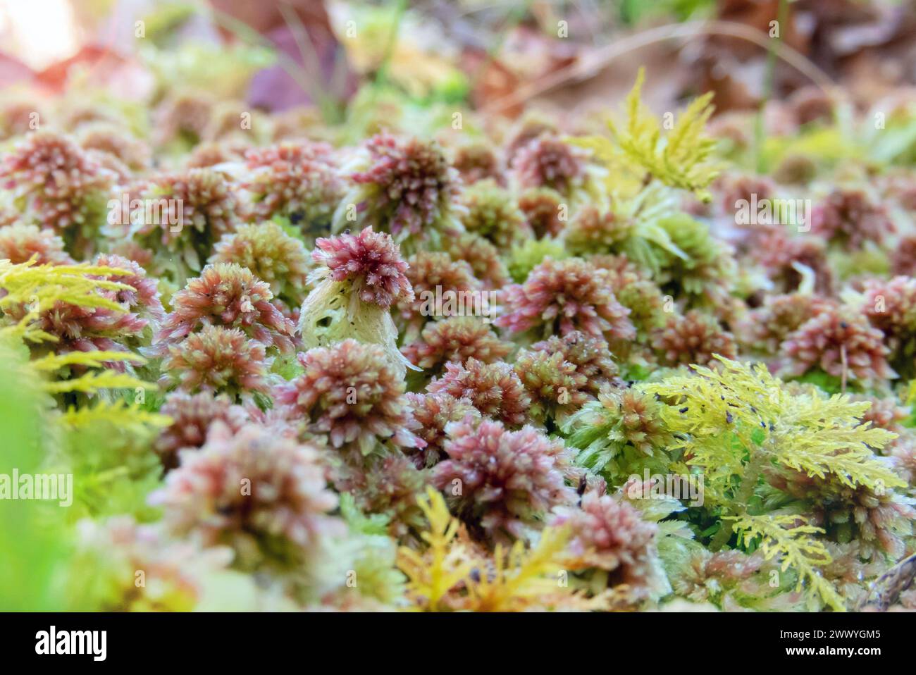 Sphagnum capillifolium oder kleines Rottorfmoos und Thuidium tamariscinum oder gewöhnliches Tamariskenmoos im Wald bei Salas, Asturias, Spanien Stockfoto