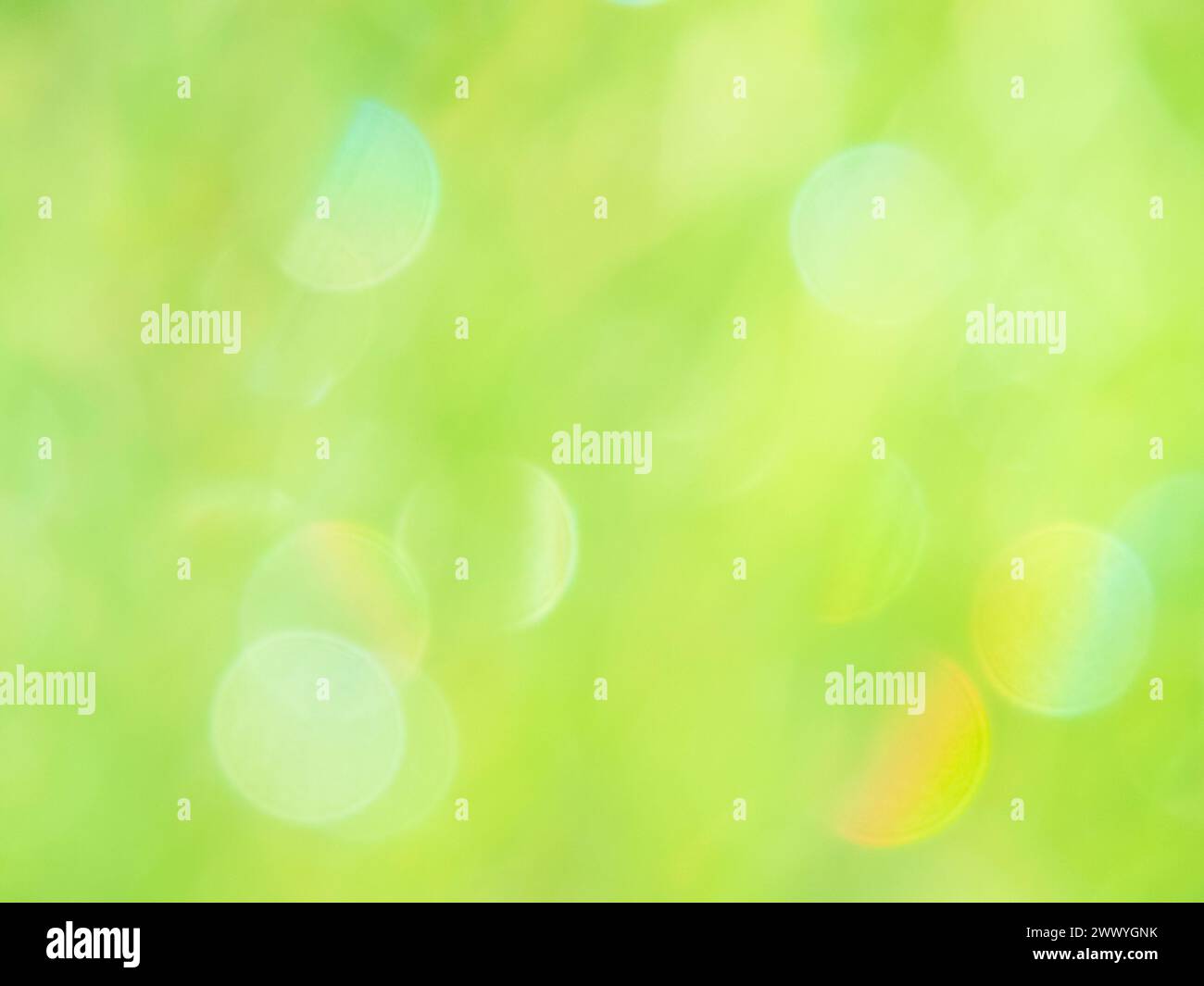 Hellgrüner gelber, verschwommener, funkelnder Naturhintergrund. Frisches Frühlingsgras mit Wassertropfen Bokeh. Sonnenlicht in den Pflanzenblättern. Traumhafte Unschärfe Ga Stockfoto