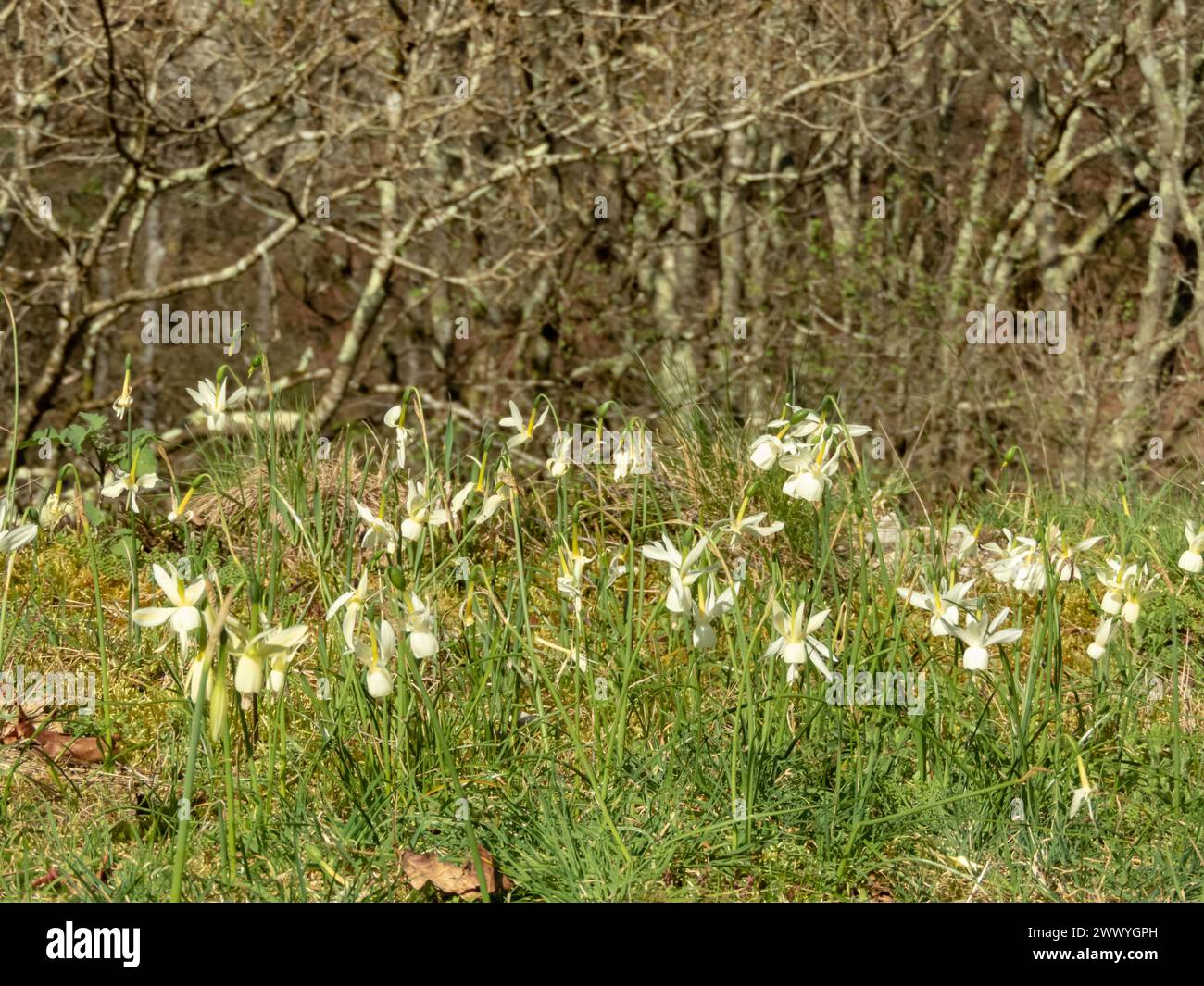 Angel's Tears Narzissen oder Narzissen triandrus weiße Anhänger Cup-förmige Blüten am sonnigen Waldrand in der Nähe von Salas, Asturias, Spanien Stockfoto