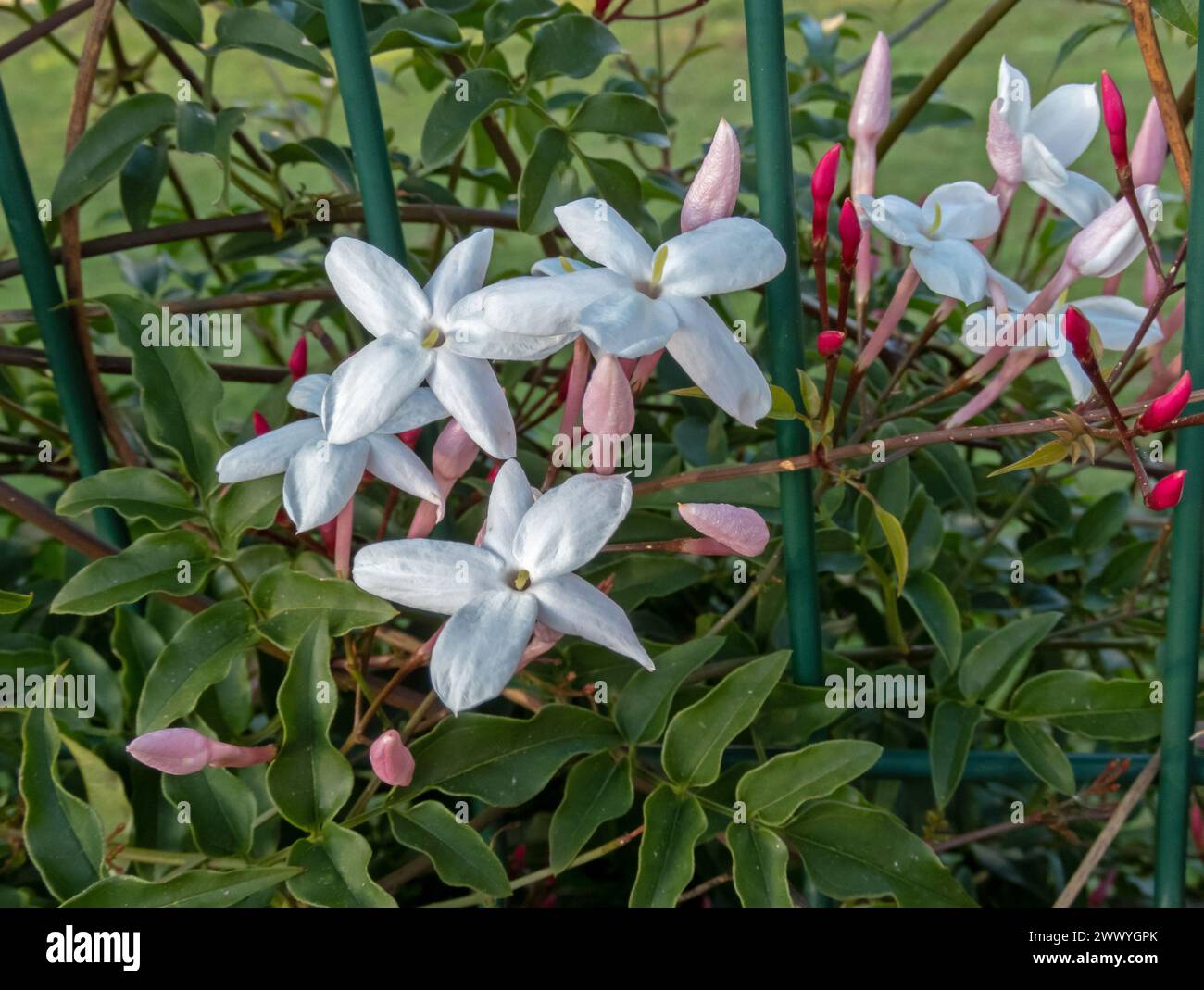 Jasminum polyanthum, vielblütiger Jasmin, rosa Jasmin oder weiße Jasminblüte. Schöne weiße Blumen und rosa Knospen auf dem Gartenzaun. Stockfoto