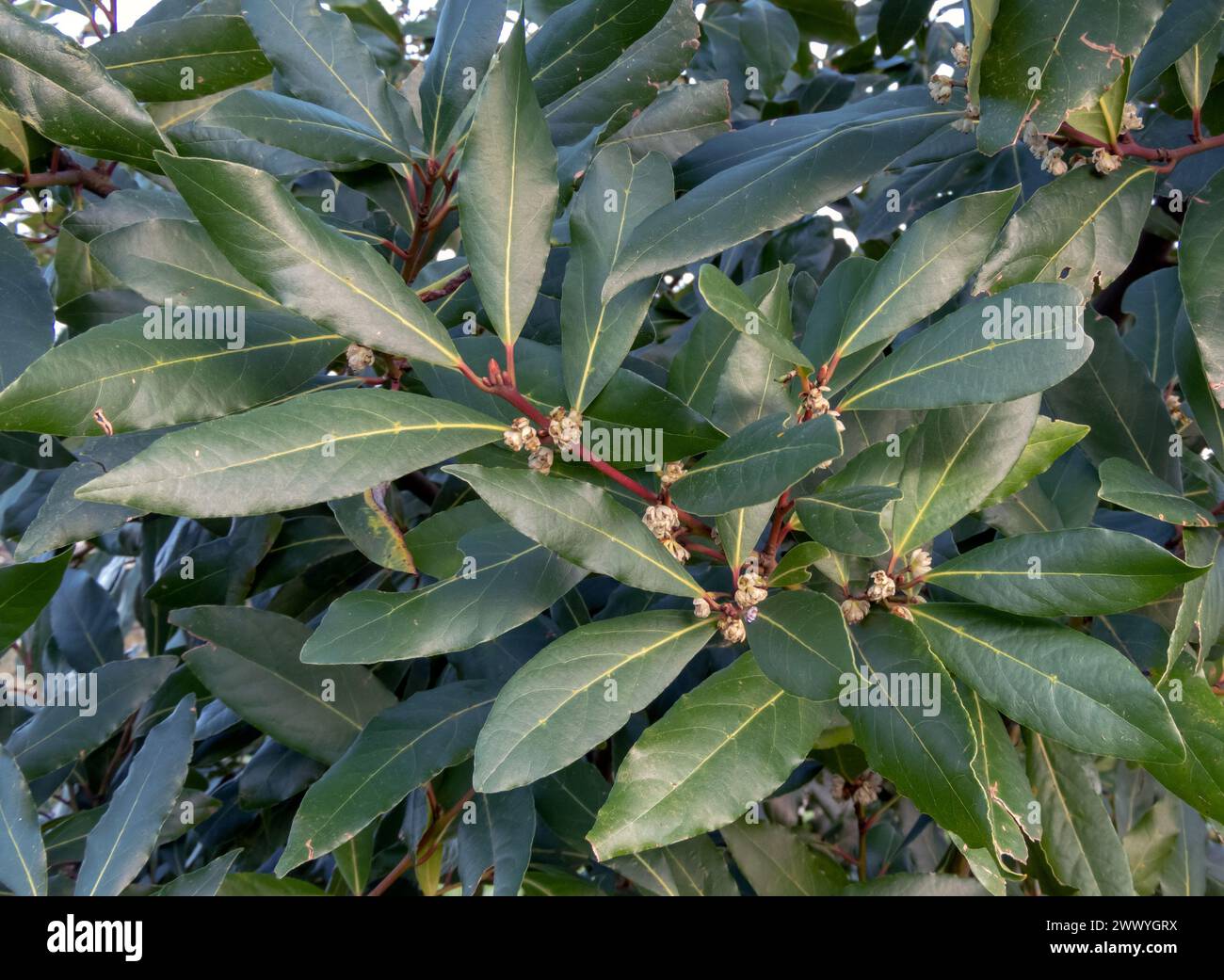 Laurus nobilis oder Lorbeerbaum- oder Lorbeerpflanzenzweige mit Blättern und Blüten. Stockfoto