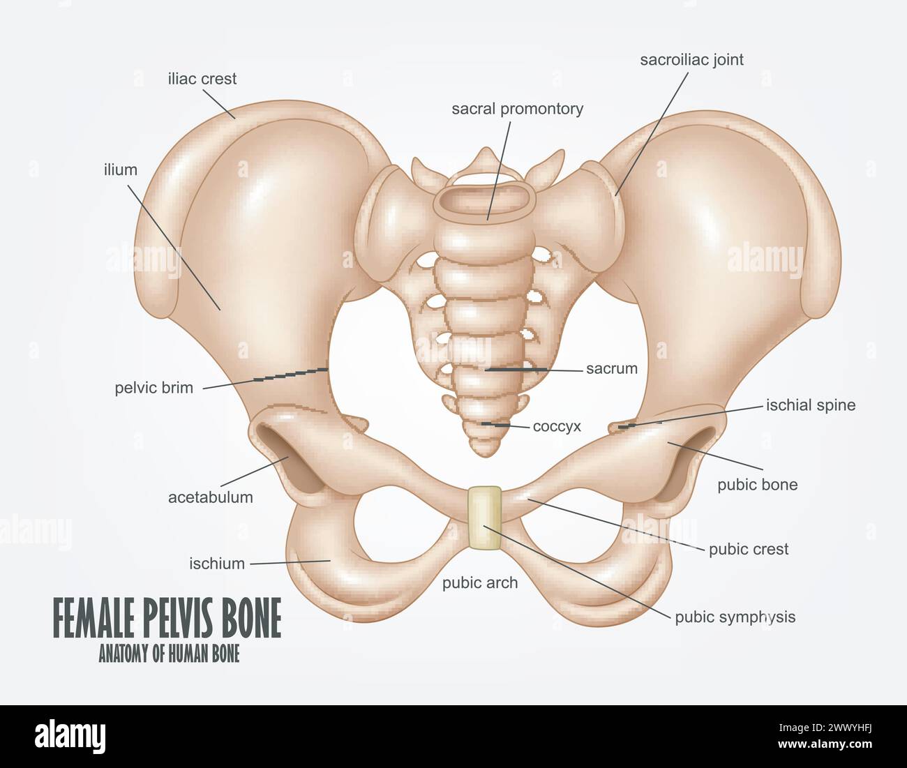 Anatomie Des Weiblichen Beckenknochens, Vektor-Illustration Stock Vektor