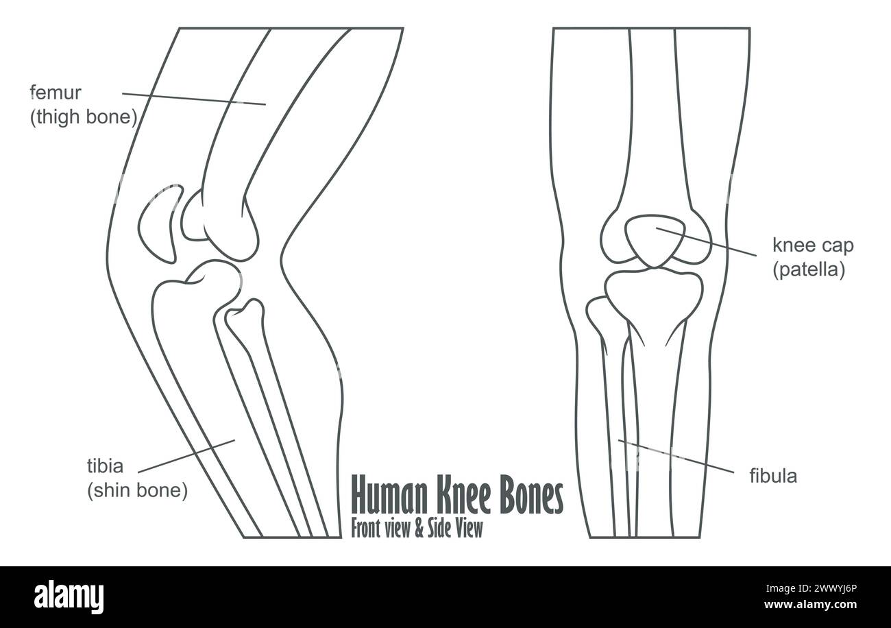 Menschliche Knieknochen – Vorderansicht Und Seitenansicht Anatomie, Vektor-Illustration Stock Vektor