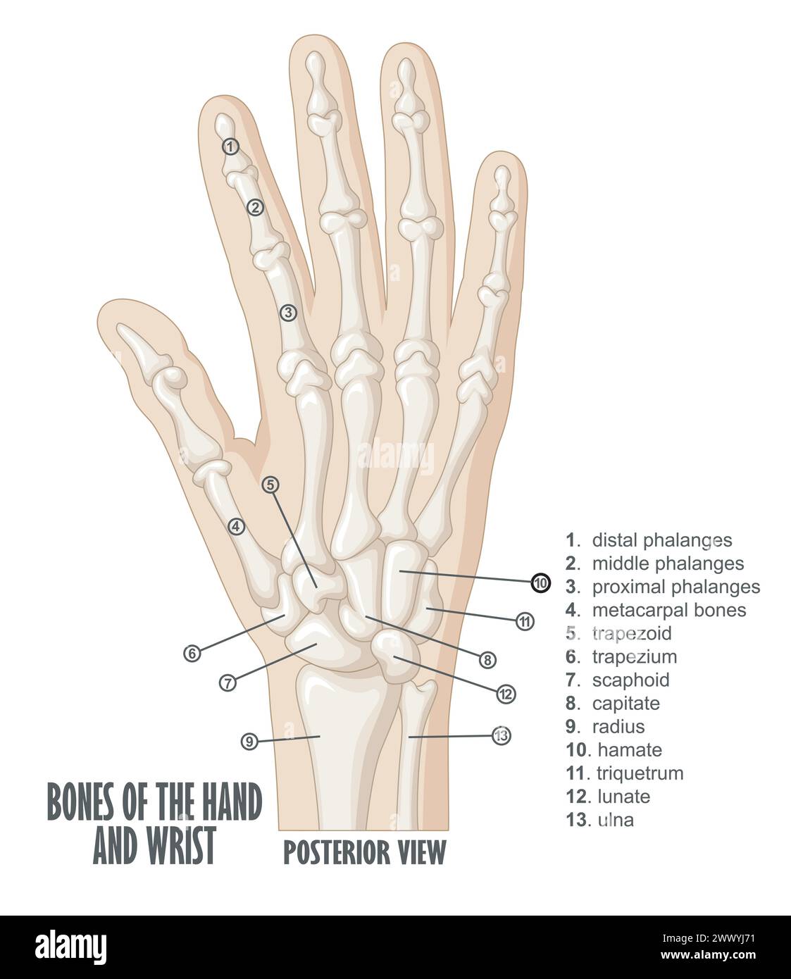 Anatomie der Hand- und Handgelenkknochen, Vektorillustration Stock Vektor