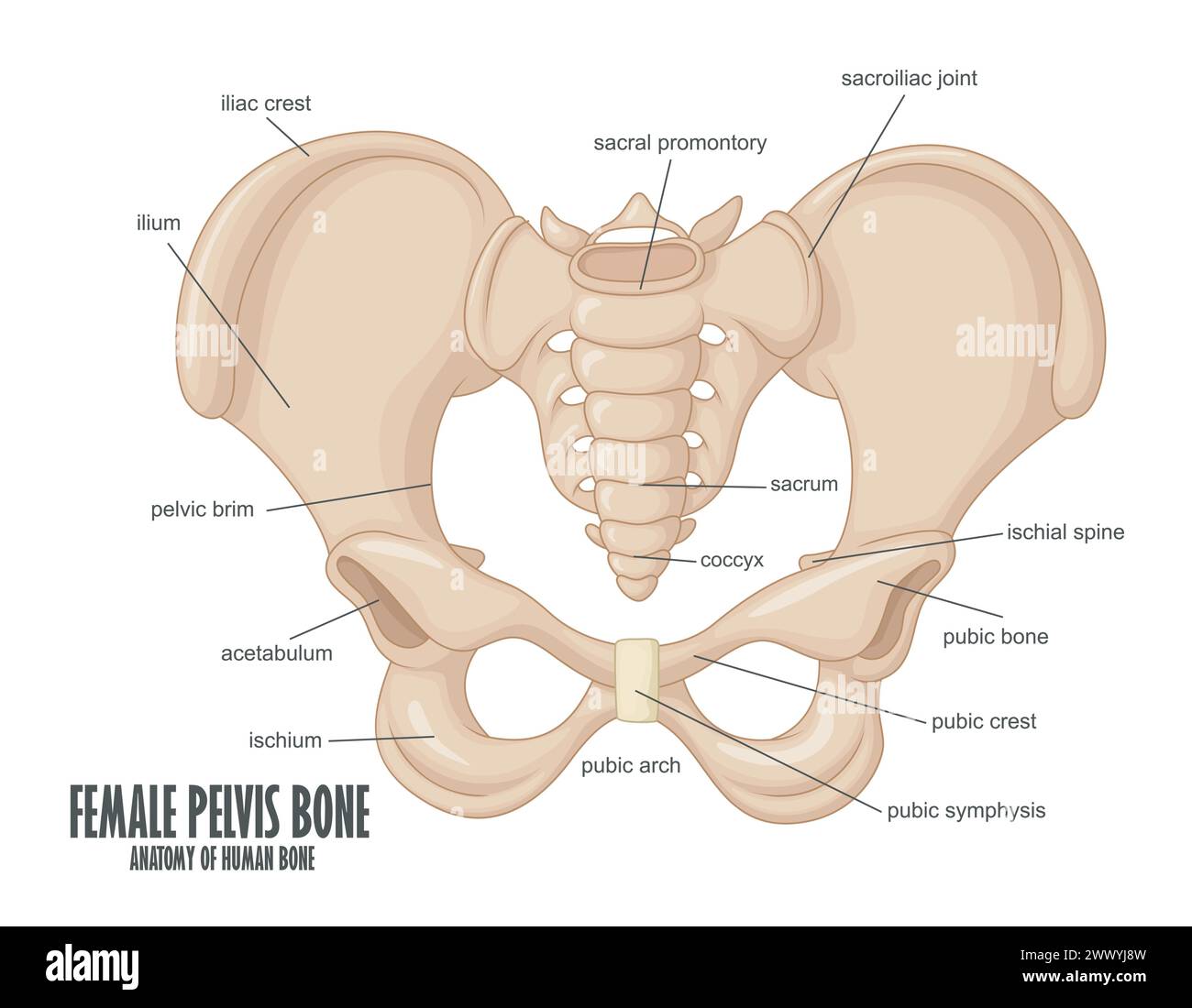 Anatomie des weiblichen Beckenknochens, Vektor-Illustration Stock Vektor