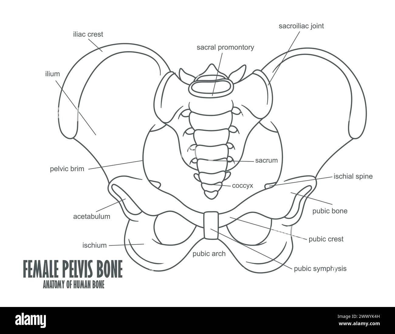 Anatomie Des Weiblichen Beckenknochens, Vektor-Illustration Stock Vektor