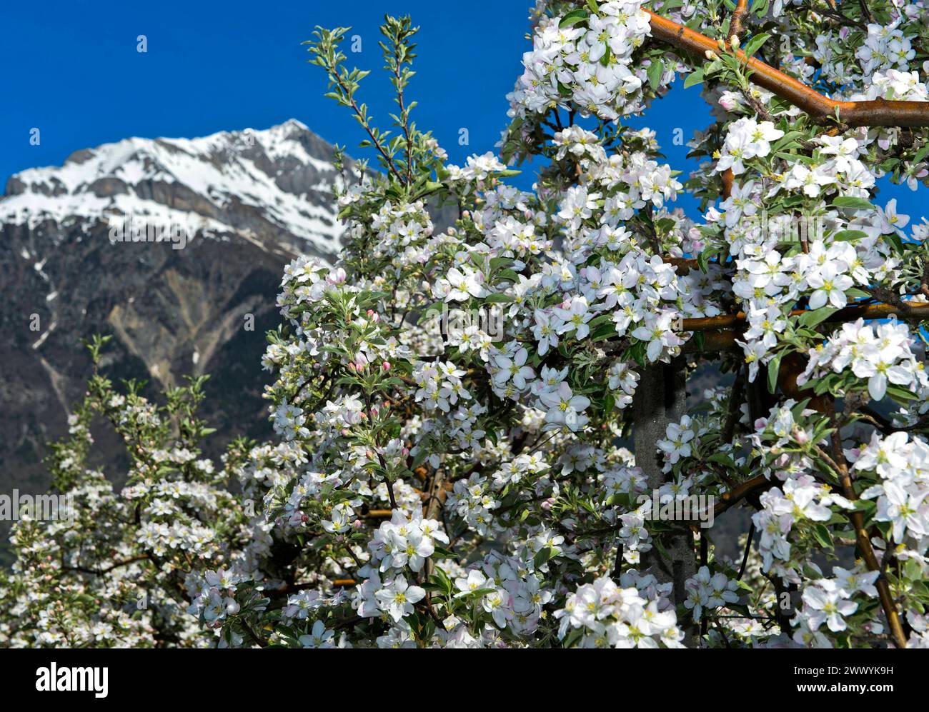 Blühende Obstbäume im Frühling unter dem schneebedeckten Gipfel Grand Chavalard im Rhonetal, Obstanbaugebiet Saxon, Wallis, Schweiz *** blühende Früchte Stockfoto