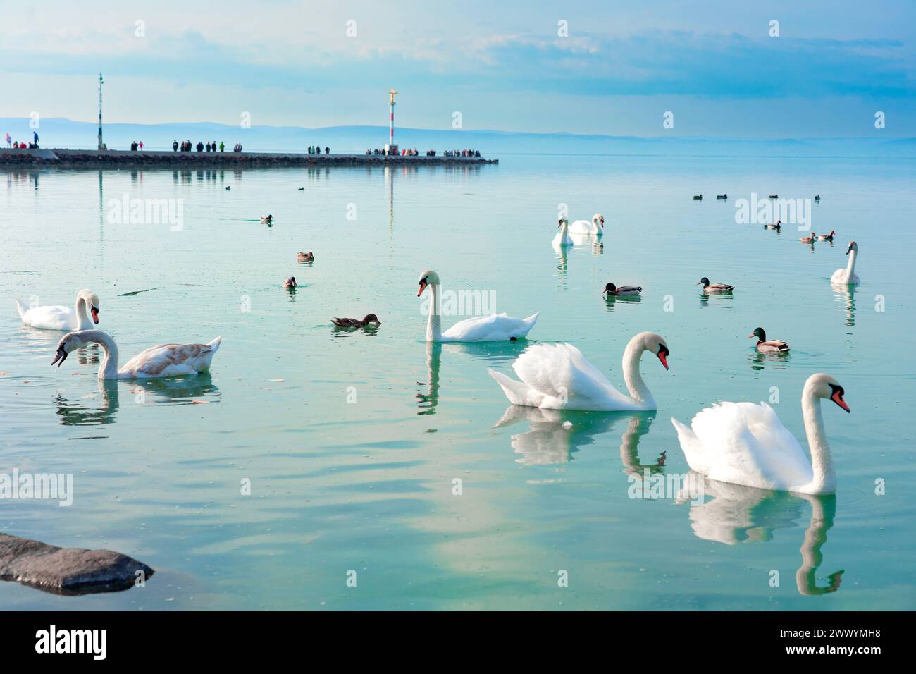 Viele Schwäne auf dem Balaton Ungarn mit Siofok Pier Hintergrund . Stockfoto