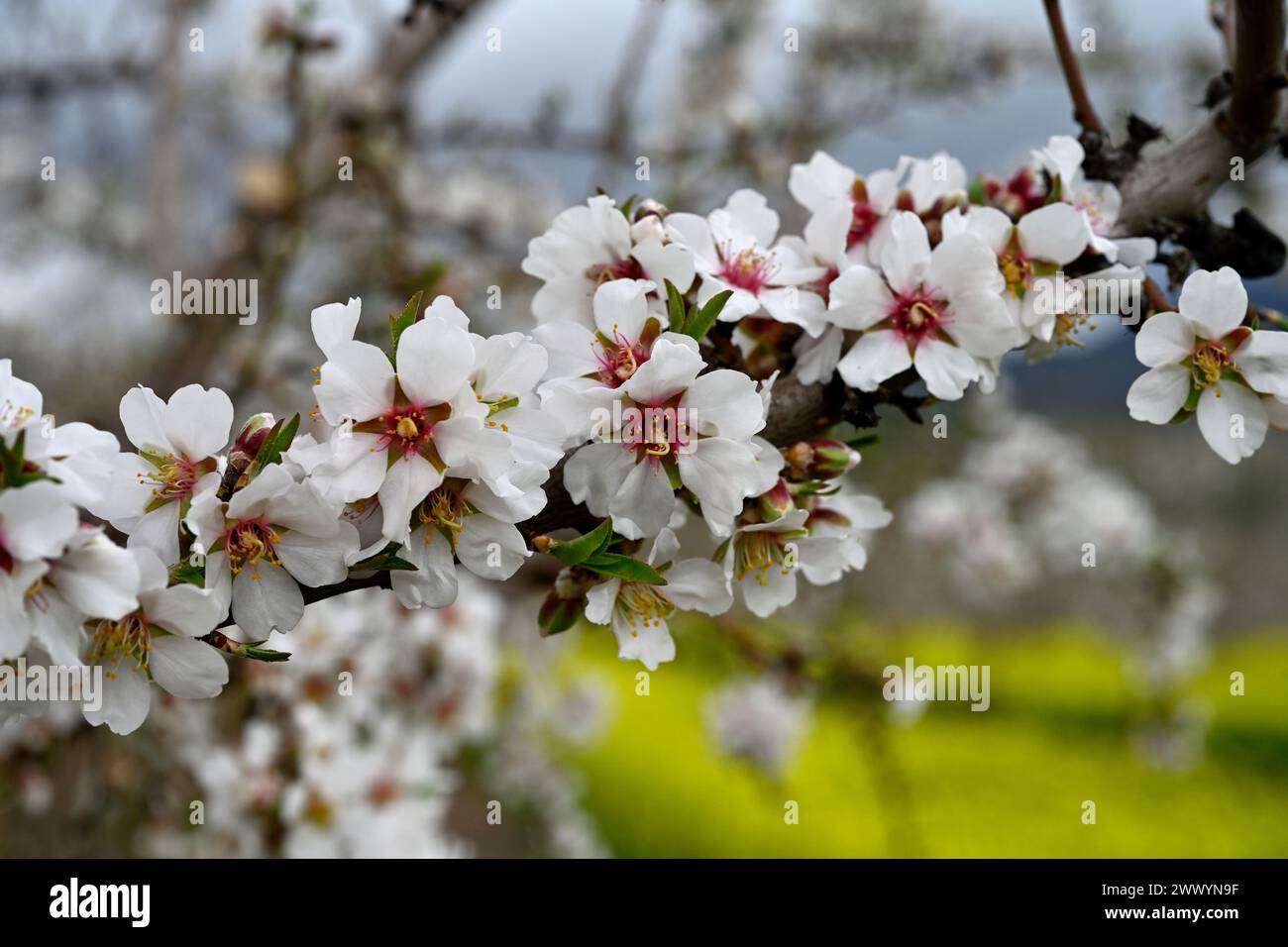Blüten am Mandelzweig (Prunus amygdalus) oder alternativ (Prunus dulcis) Stockfoto
