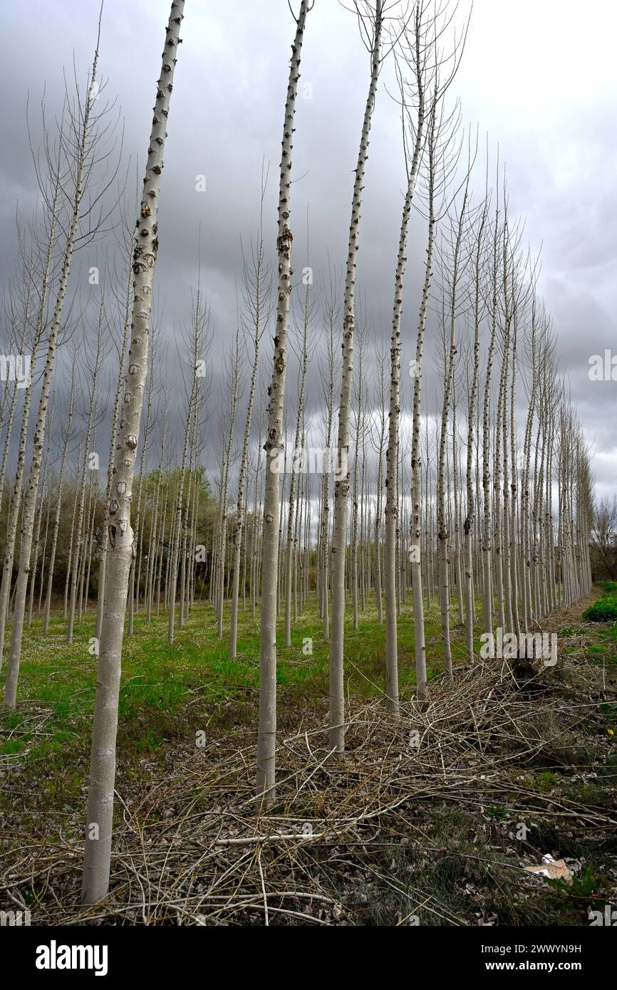 Plantage von gerade jungen Pappelbäumen im Frühfrühling in Südspanien Stockfoto