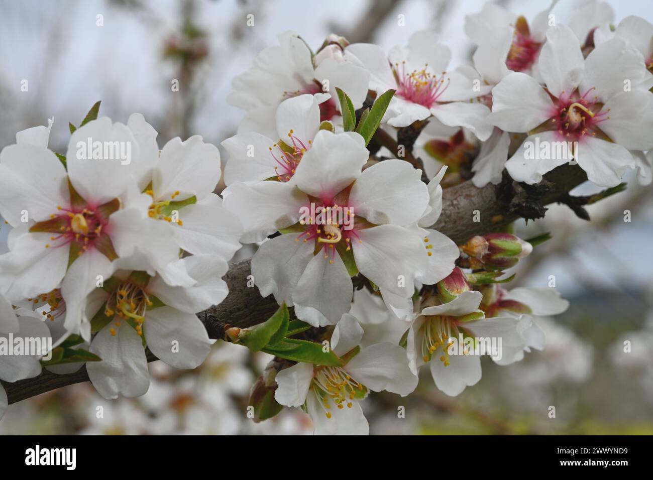 Blüten am Mandelzweig (Prunus amygdalus) oder alternativ (Prunus dulcis) Stockfoto