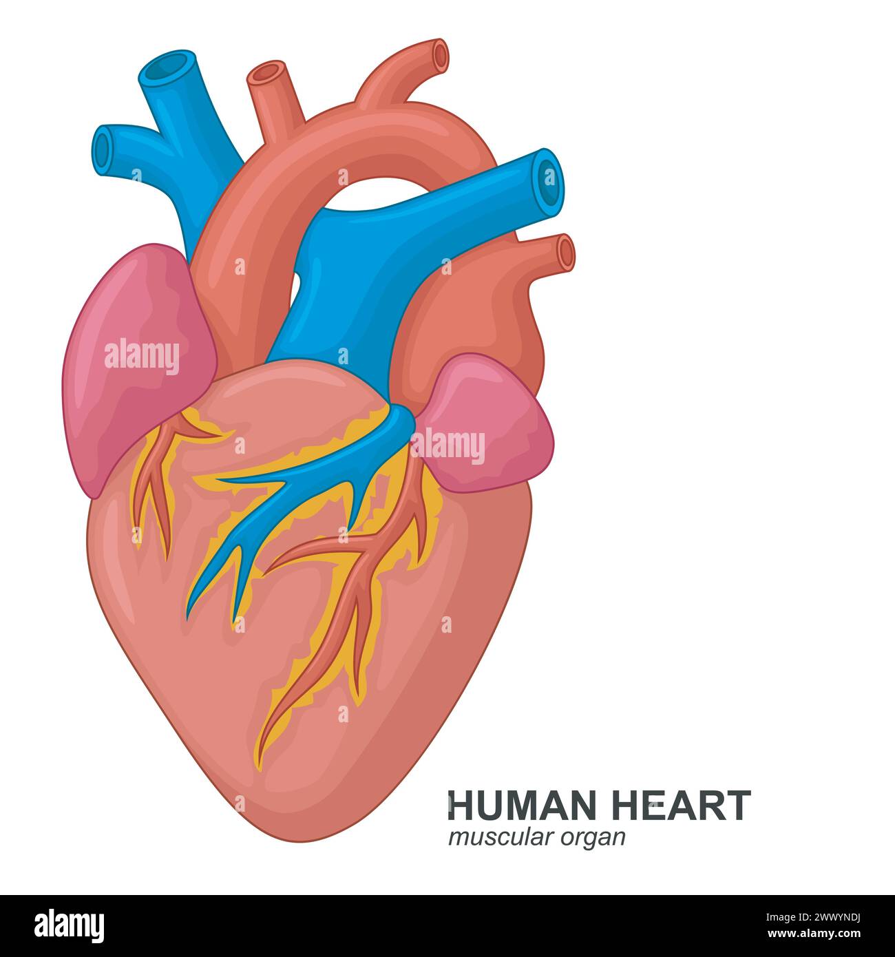 Menschliches Herz Cartoon, Vektor-Illustration Stock Vektor