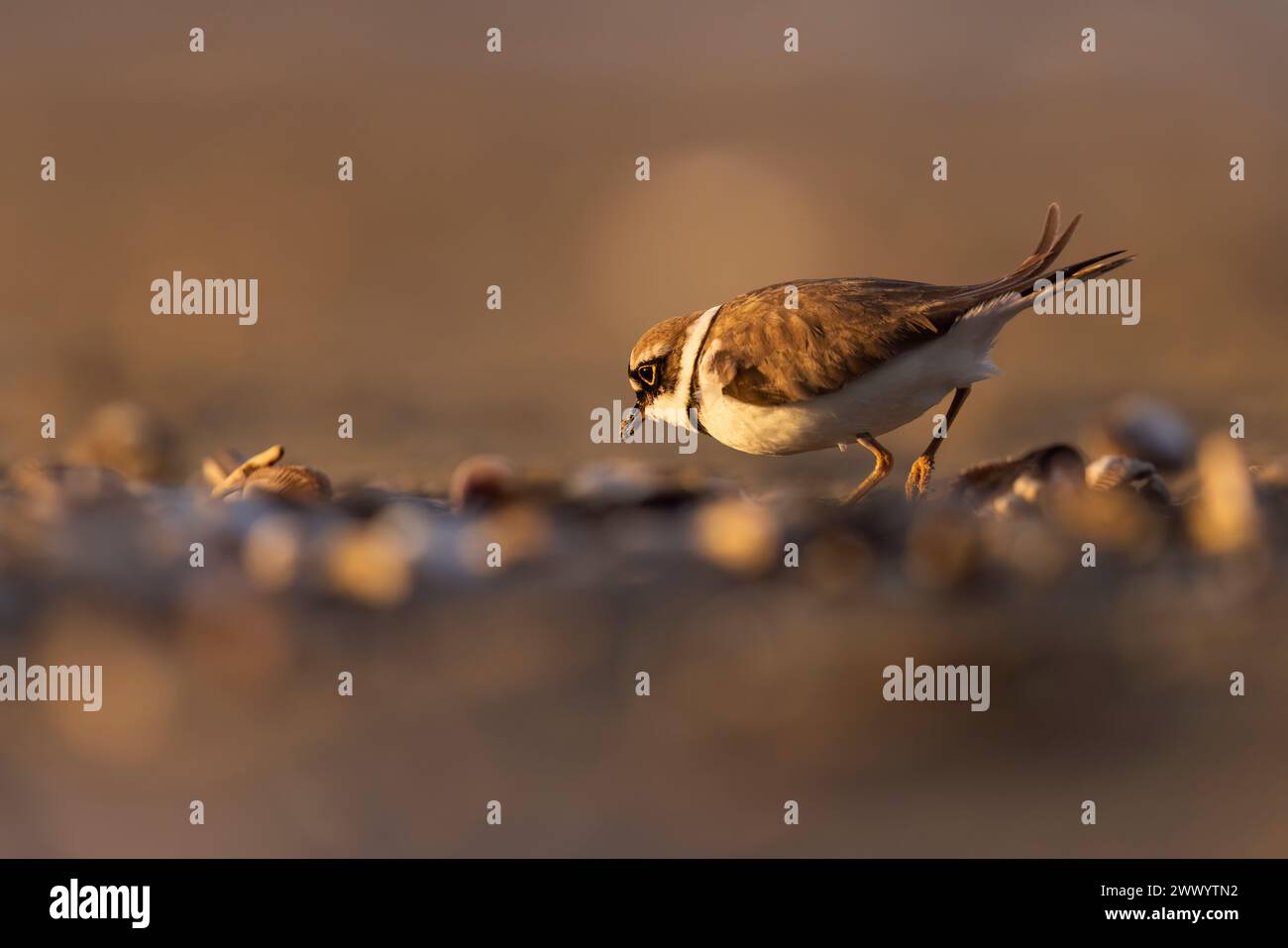 Watvögel oder Ufervögel, kleiner Ringpfeifer, charadrius dubius. Stockfoto