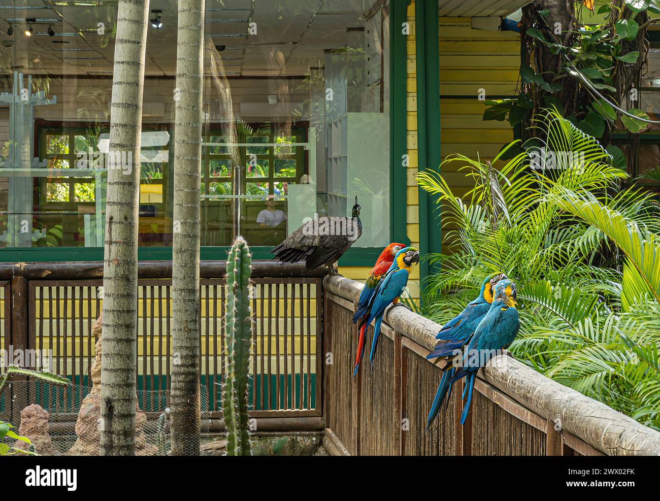 Cartagena, Kolumbien - 25. Juli 2023: Bunte Papageien und weibliche Pfauen im Kreuzfahrtterminal Garten Stockfoto
