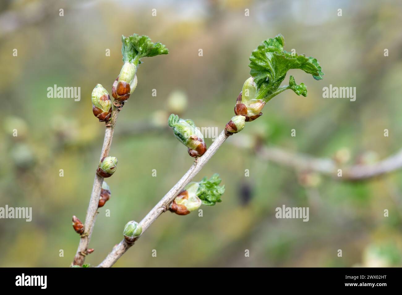 Nahaufnahme von Knospen an einem europäischen Stachelbeerstrauch (ribes uva-crispa) Stockfoto