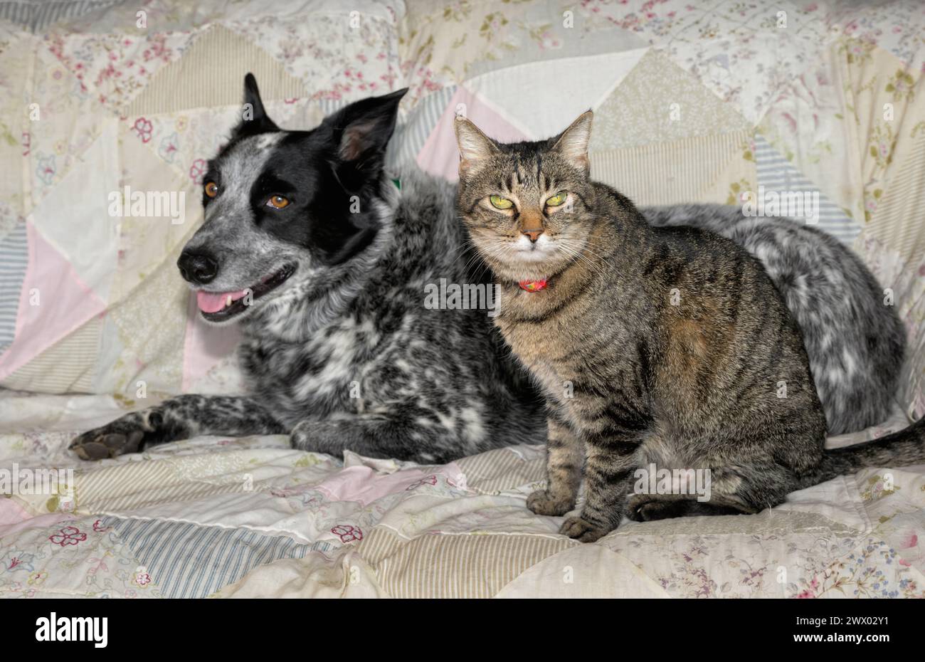 Alte braune Tabbykatze, die neben einem Rücken sitzt, und weiß gefleckter Hund auf einer Couch Stockfoto