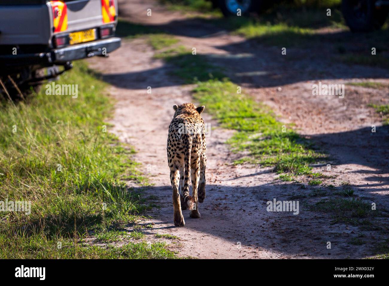 Gepard im Masai Mara Kenya National Reserve Stockfoto